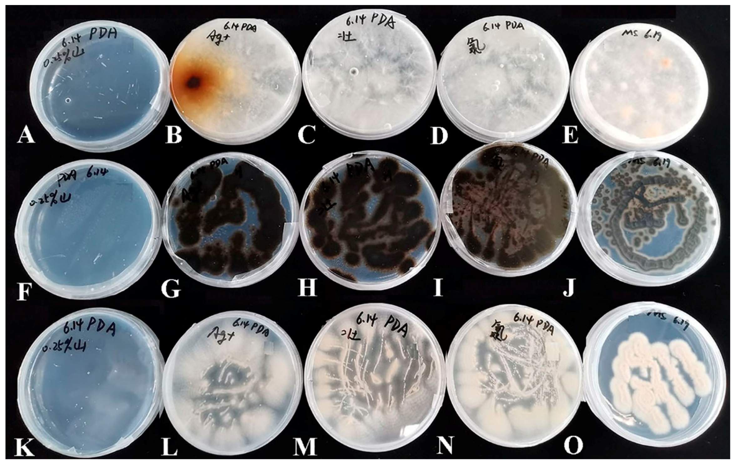 Microorganisms 10 02476 g006 Microorganisms 10 02476 g006