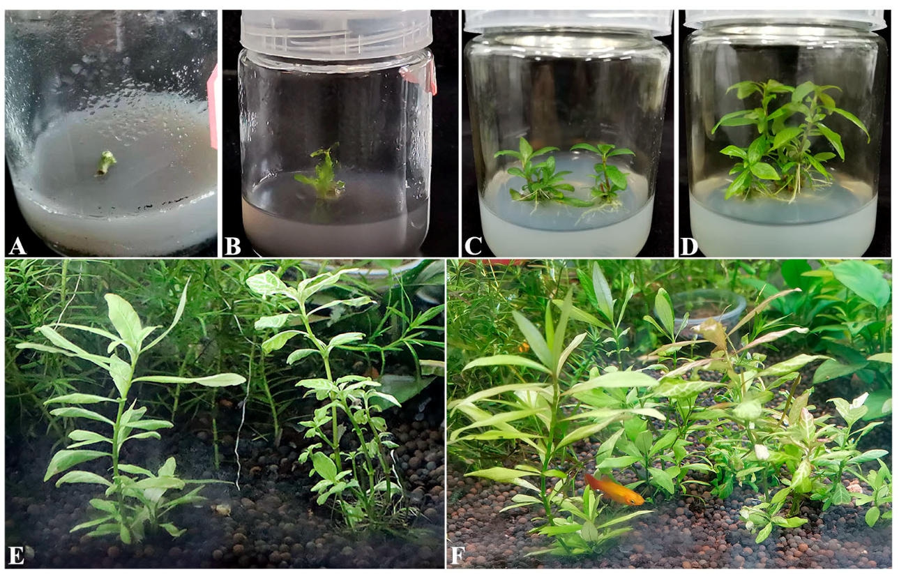 Microorganisms 10 02476 g007 Microorganisms 10 02476 g007