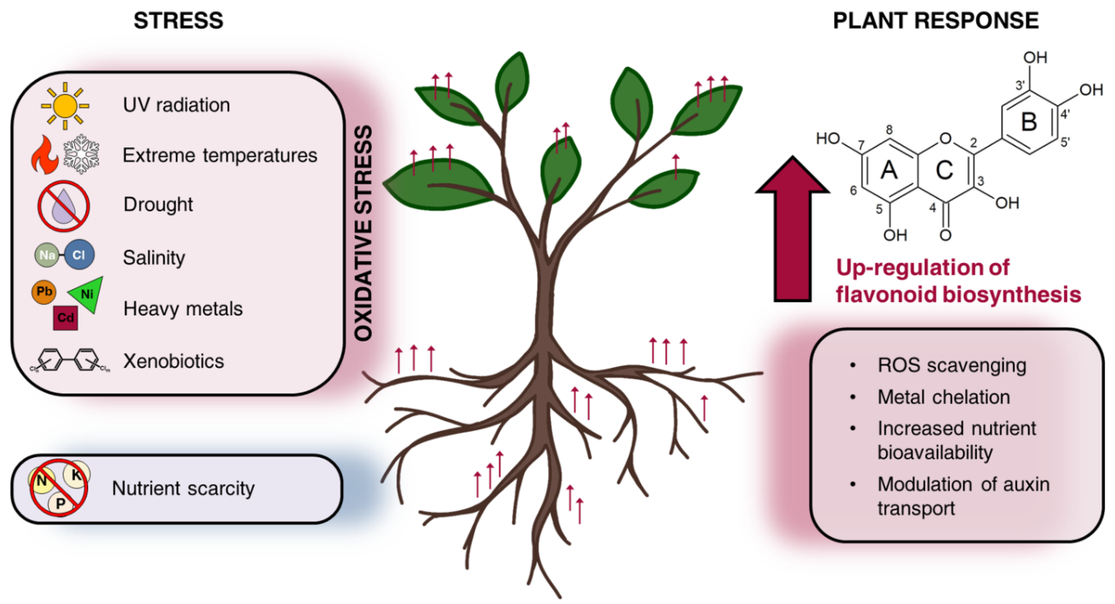 Free FullText Flavonoids Are Intra and Inter