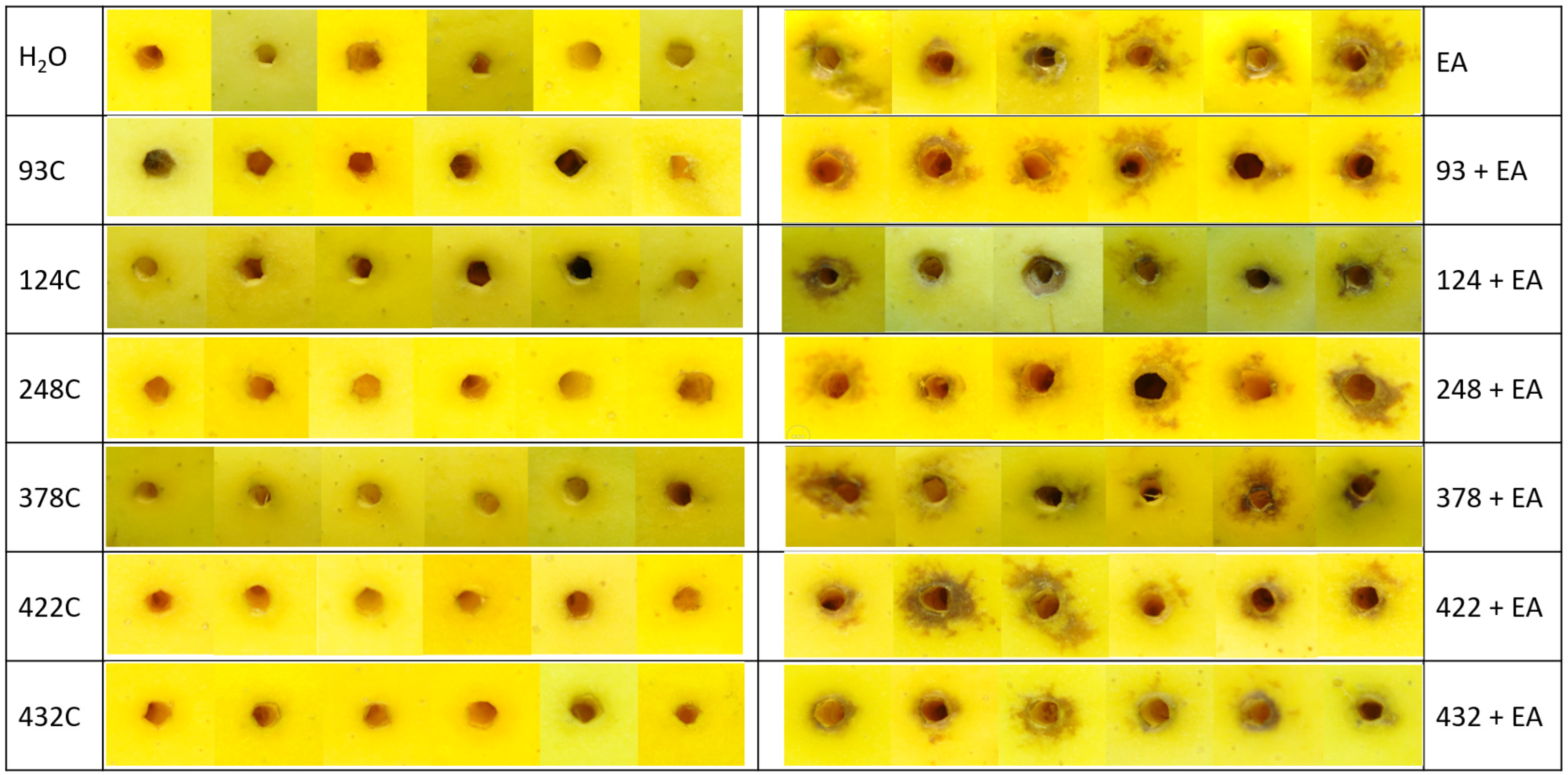 Microorganisms 10 02480 g001