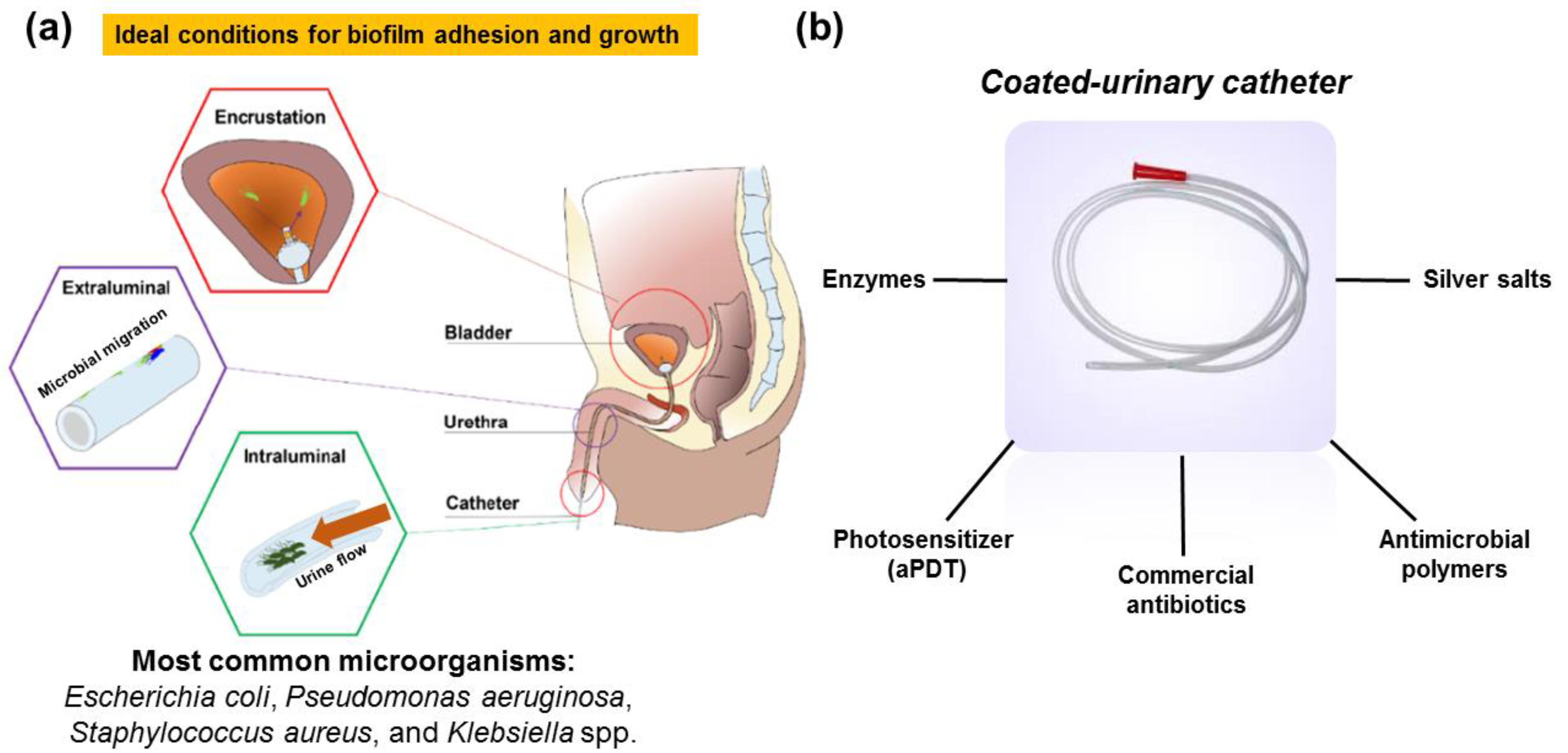 Microorganisms 10 02484 g001