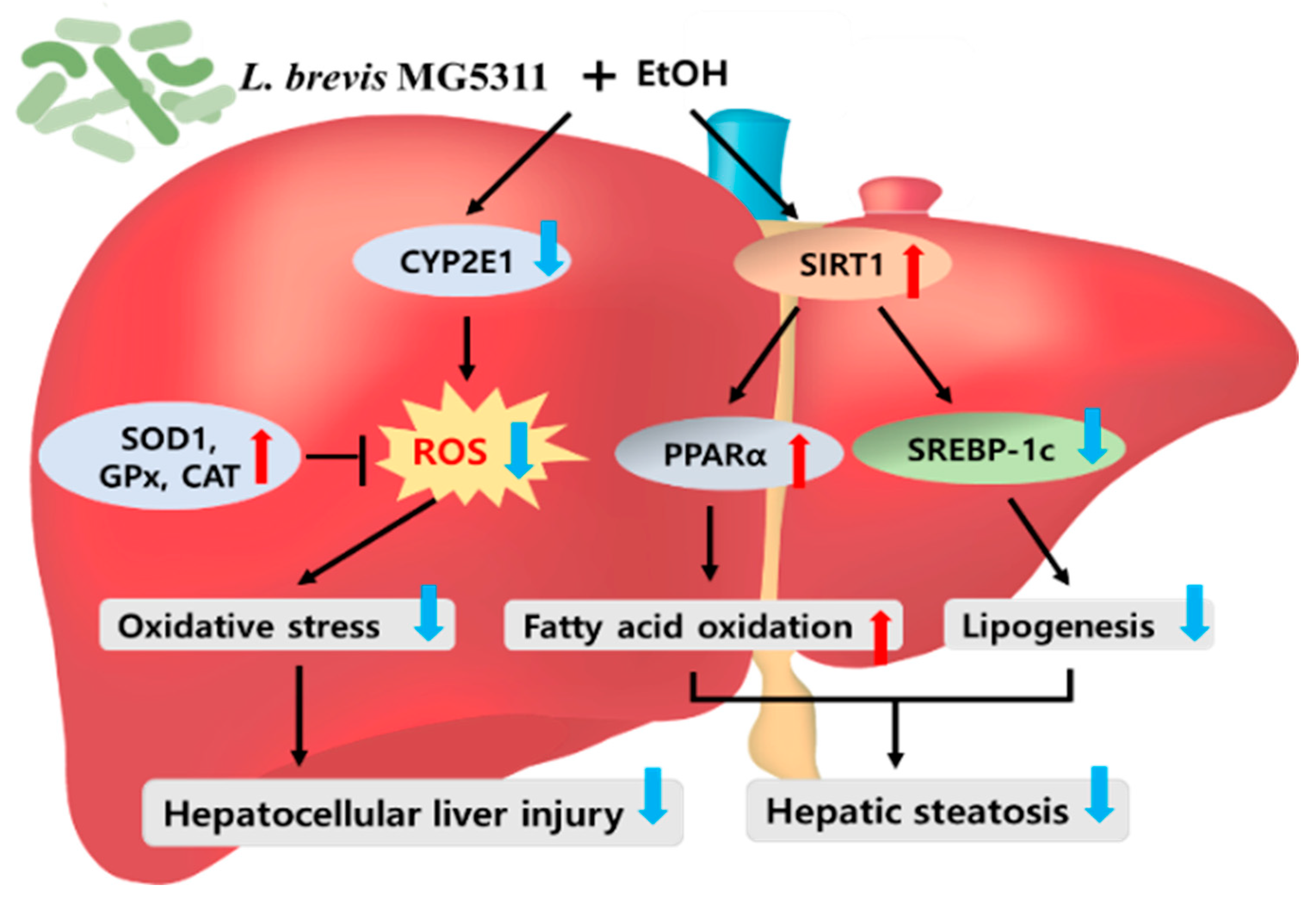 Microorganisms 10 02488 g008 Microorganisms 10 02488 g008