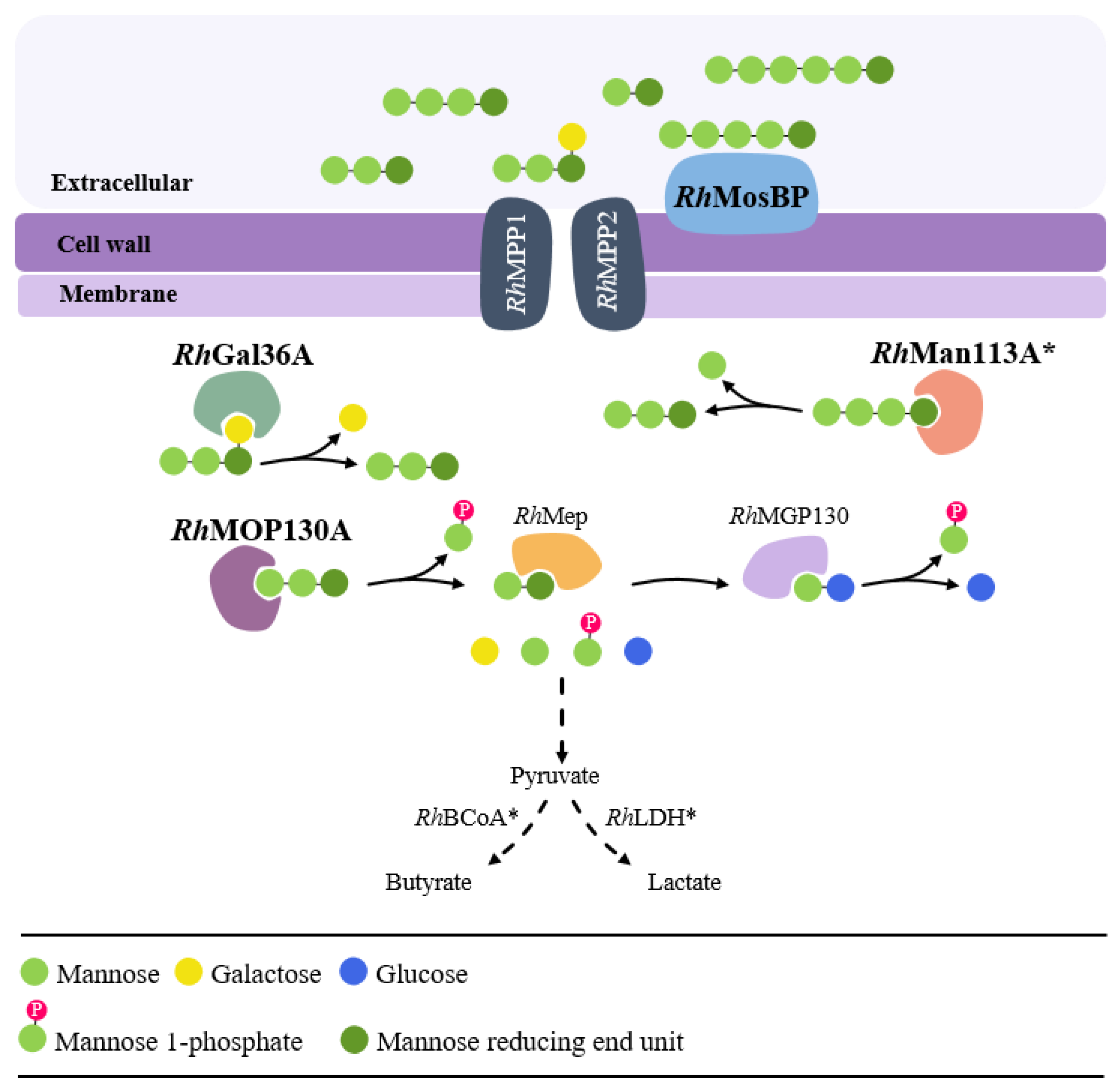 Cross-Feeding and Enzymatic Catabolism for Mannan Cross-Feeding and Enzymatic Catabolism for Mannan