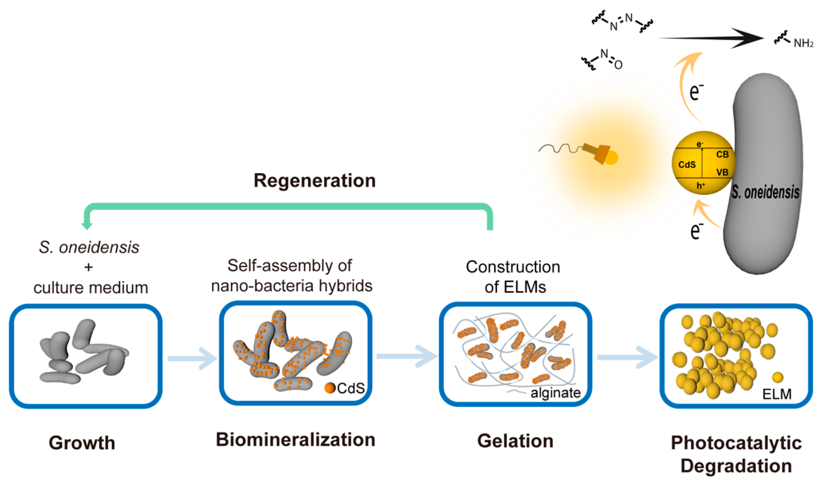 Microorganisms 10 02501 g001 Microorganisms 10 02501 g001