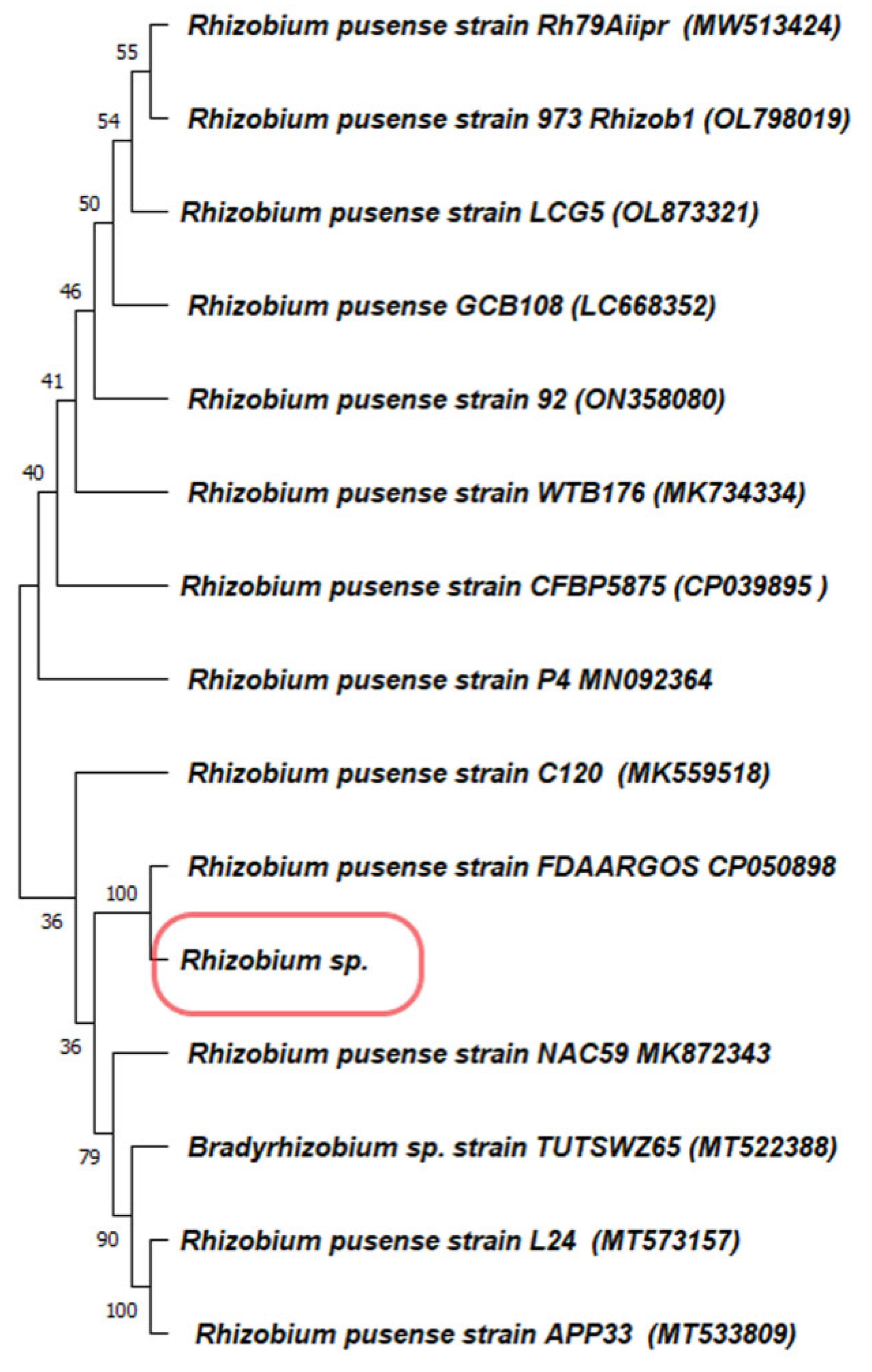 Microorganisms 10 02502 g001