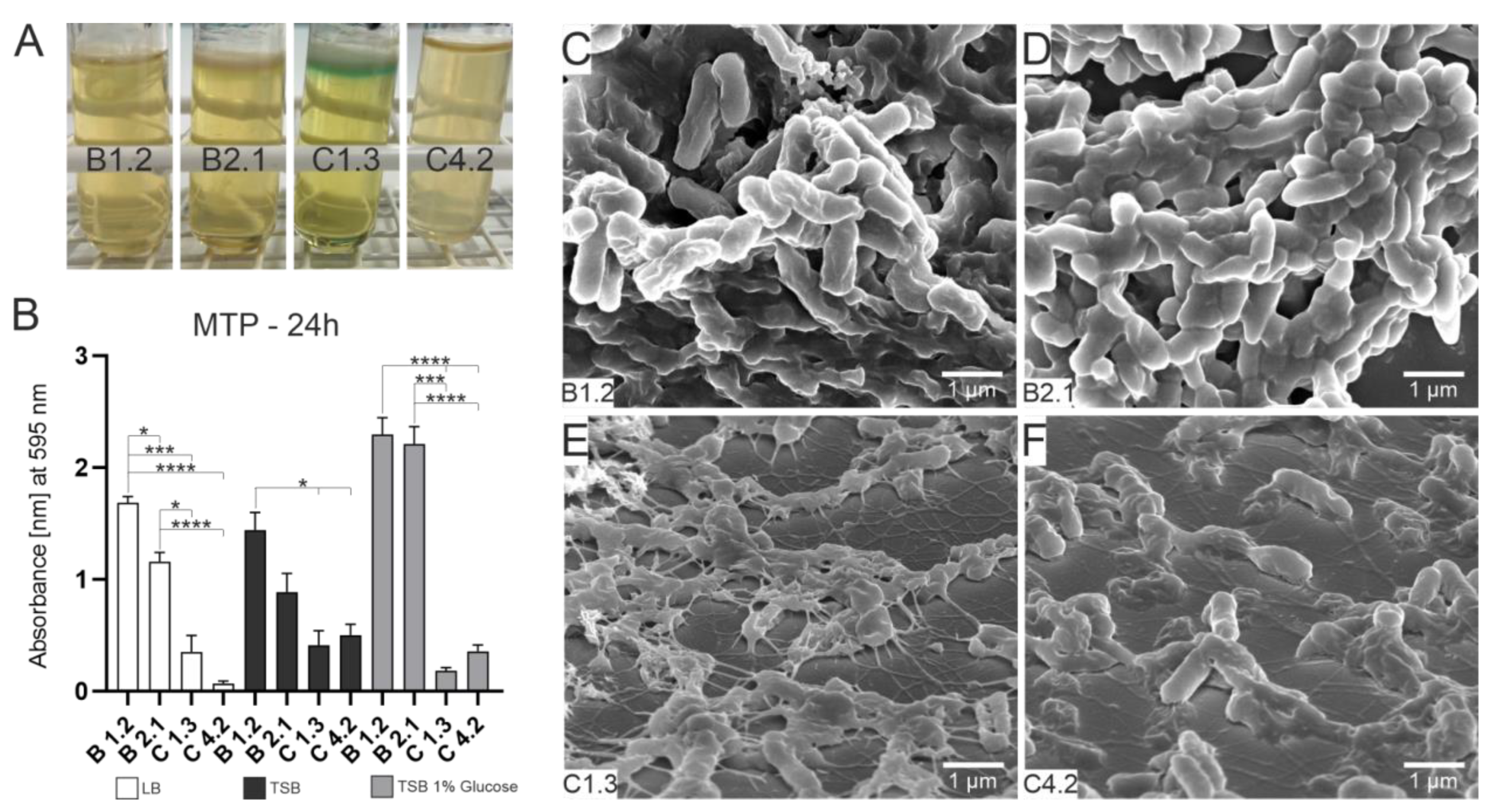 Microorganisms 10 02508 g001 Microorganisms 10 02508 g001