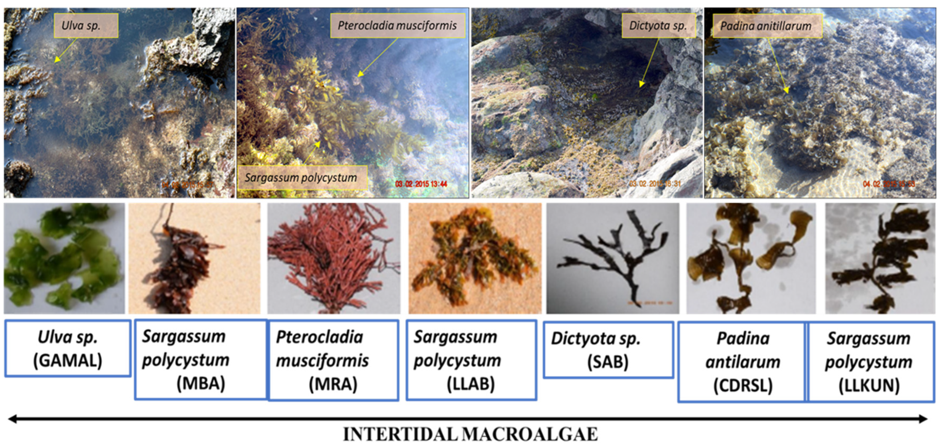 Microorganisms 10 02513 g001 Microorganisms 10 02513 g001