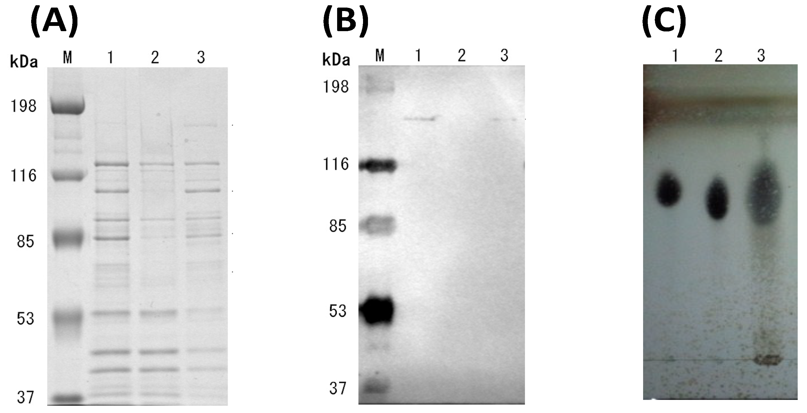 Microorganisms 10 02514 g002 Microorganisms 10 02514 g002