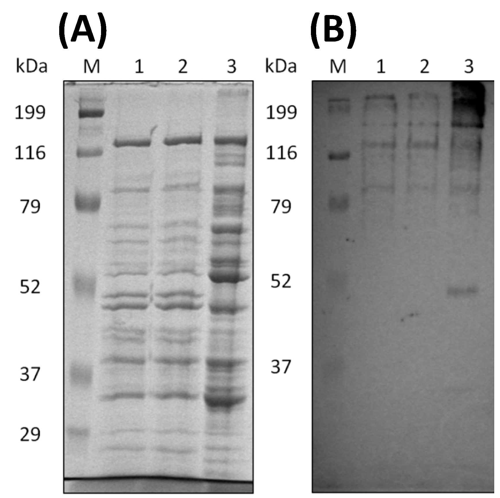 Microorganisms 10 02514 g006 Microorganisms 10 02514 g006