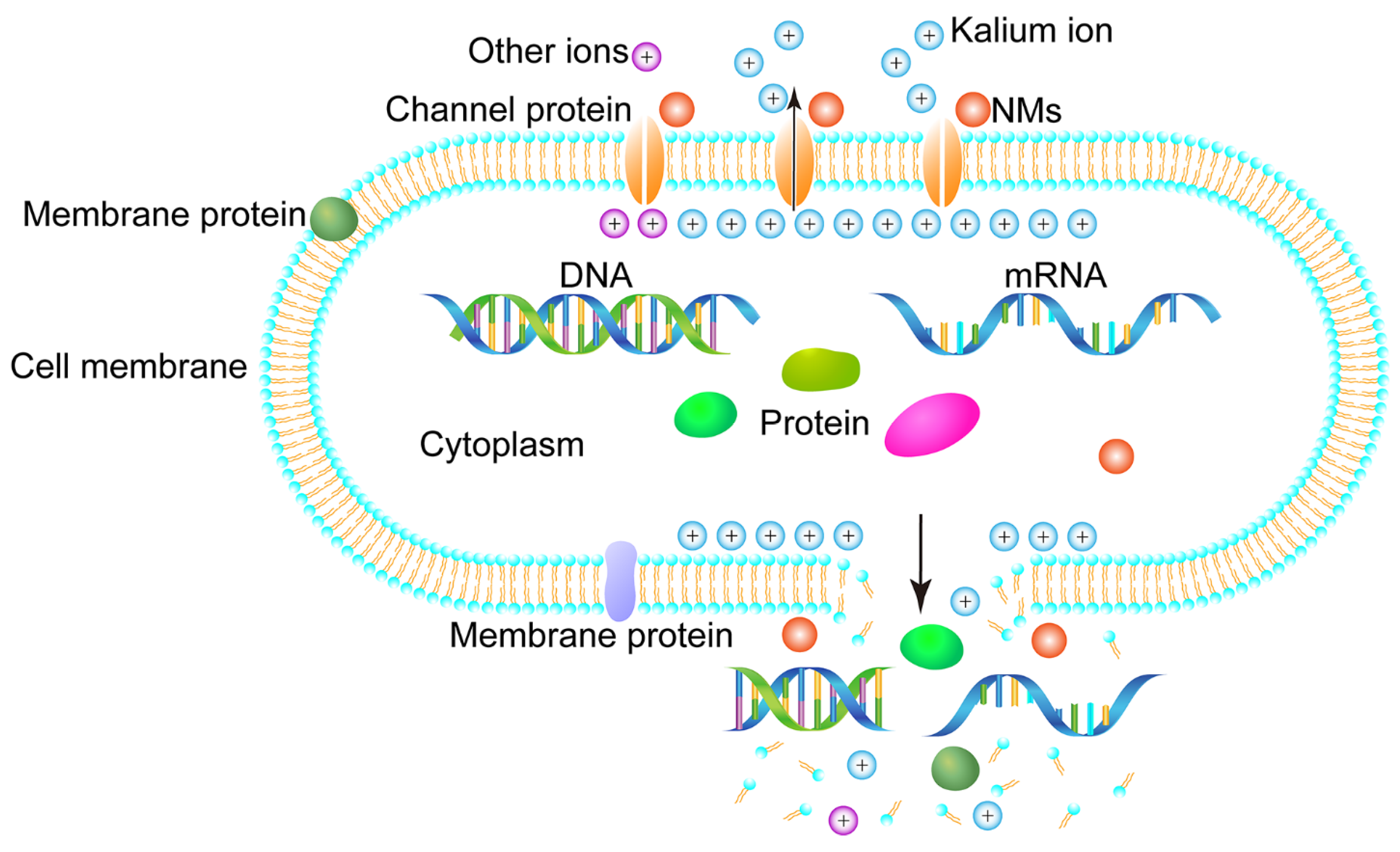 Microorganisms 11 00002 g006