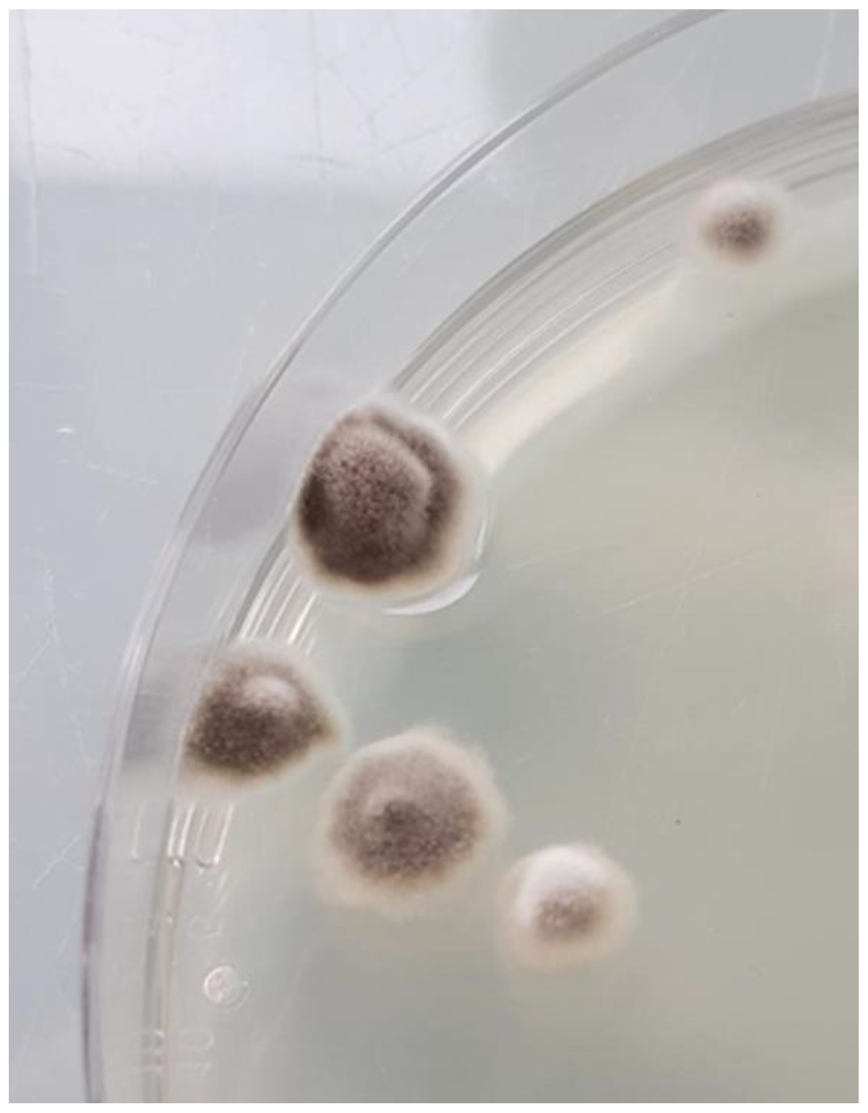 Microorganisms 11 00003 g002 Microorganisms 11 00003 g002