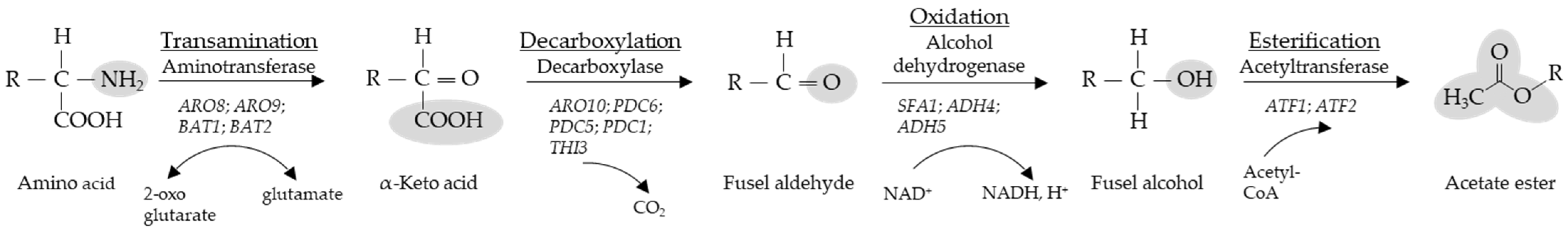 Microorganisms 11 00014 g001