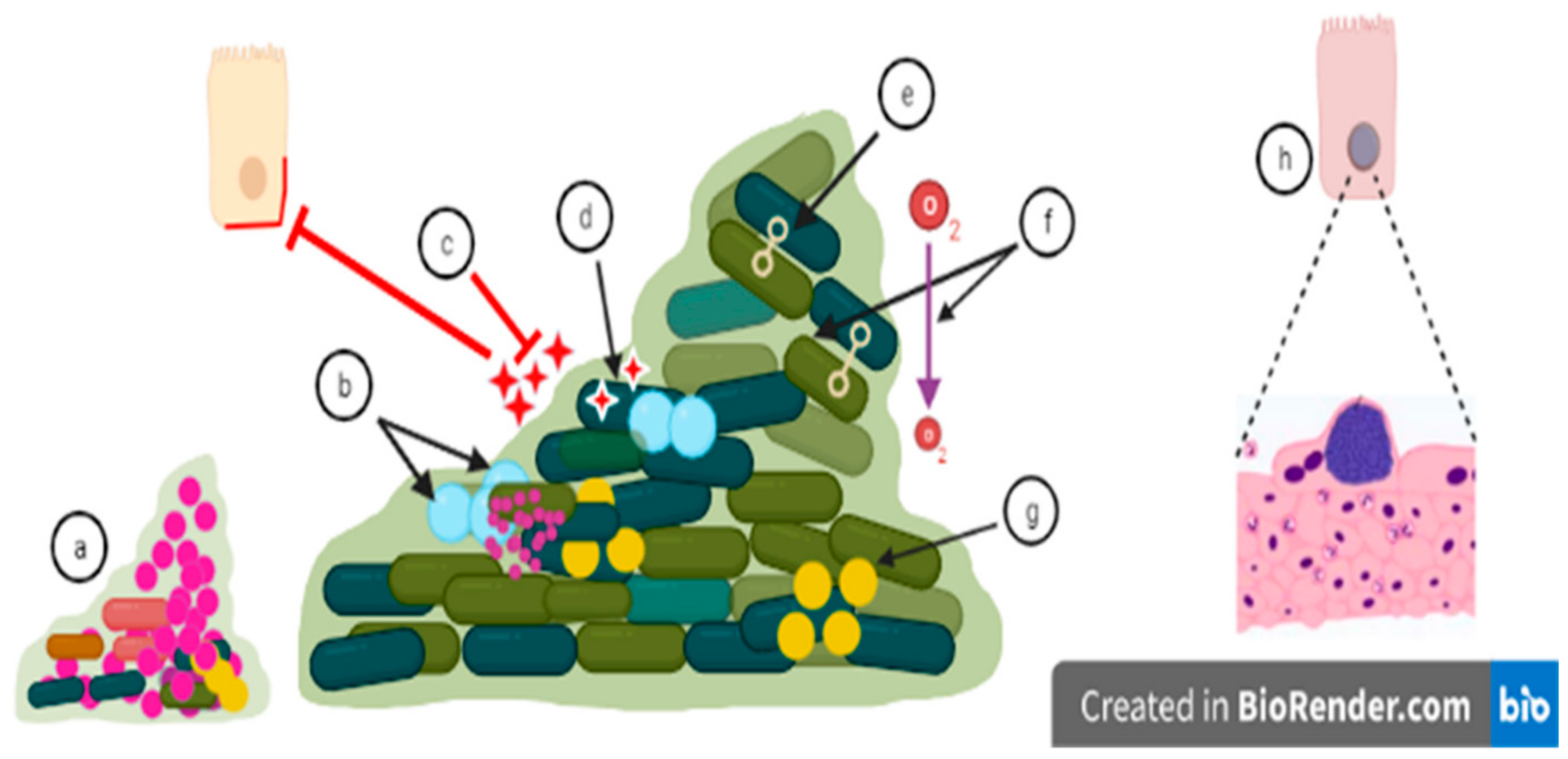 Microorganisms 11 00016 g002 Microorganisms 11 00016 g002