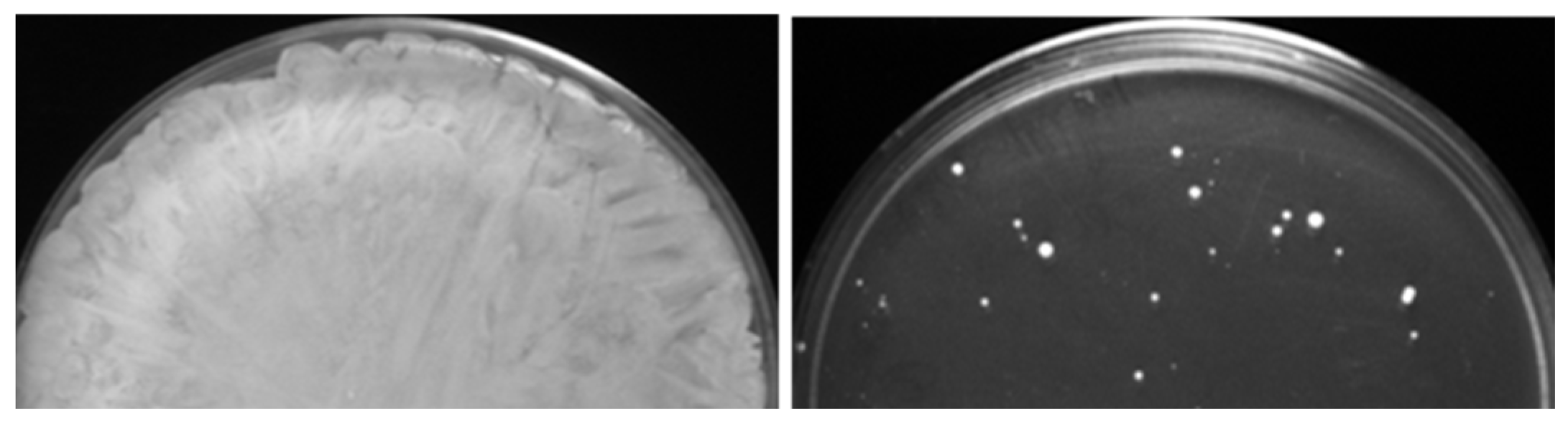 Microorganisms 11 00023 g002 Microorganisms 11 00023 g002