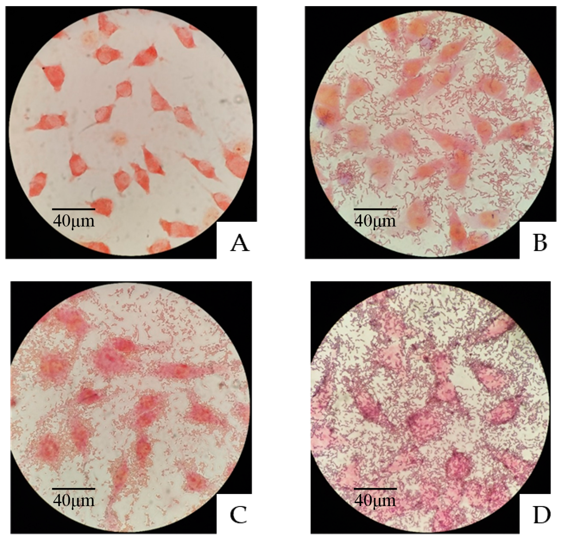 Microorganisms 11 00029 g003 Microorganisms 11 00029 g003