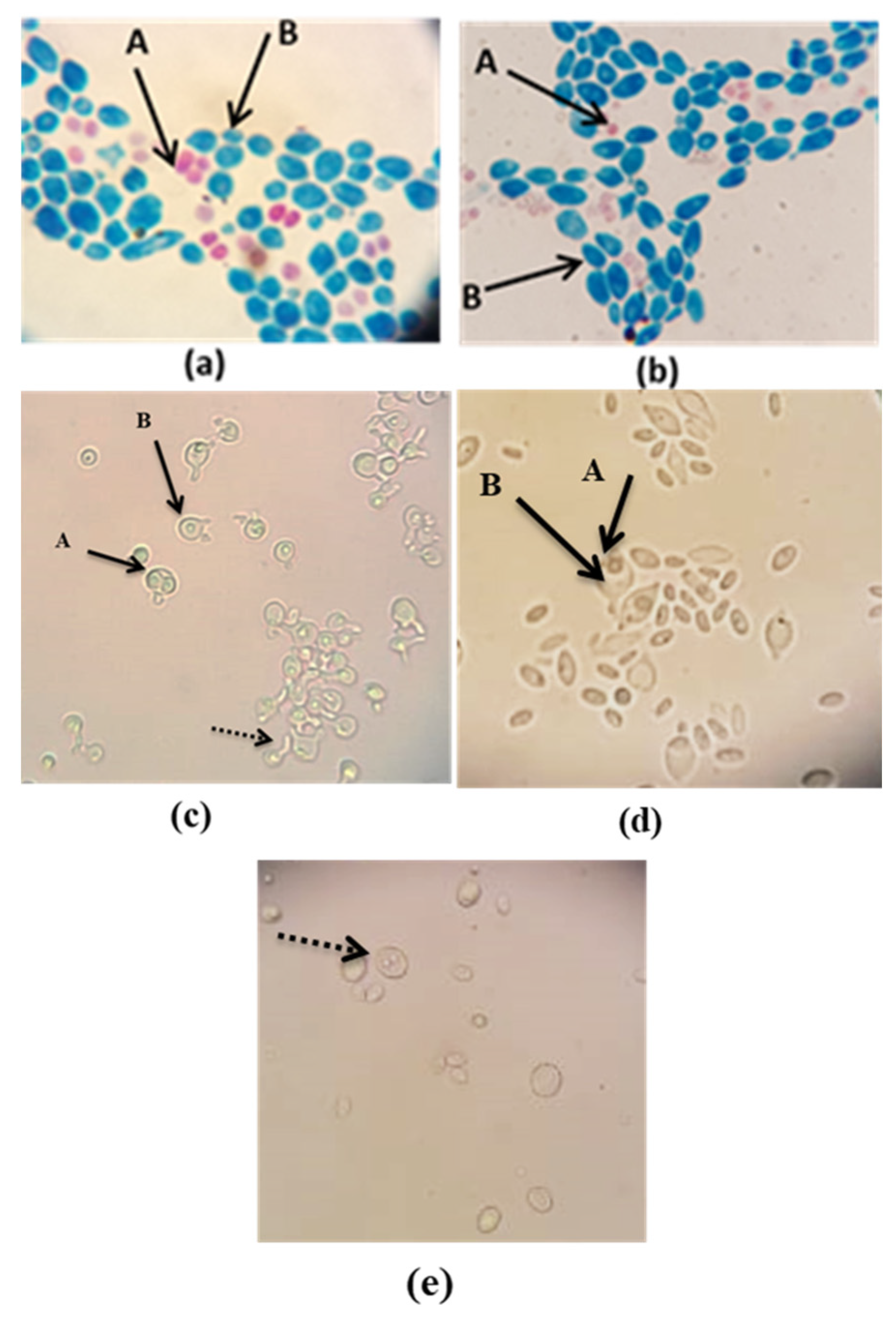 Microorganisms 11 00037 g002 Microorganisms 11 00037 g002