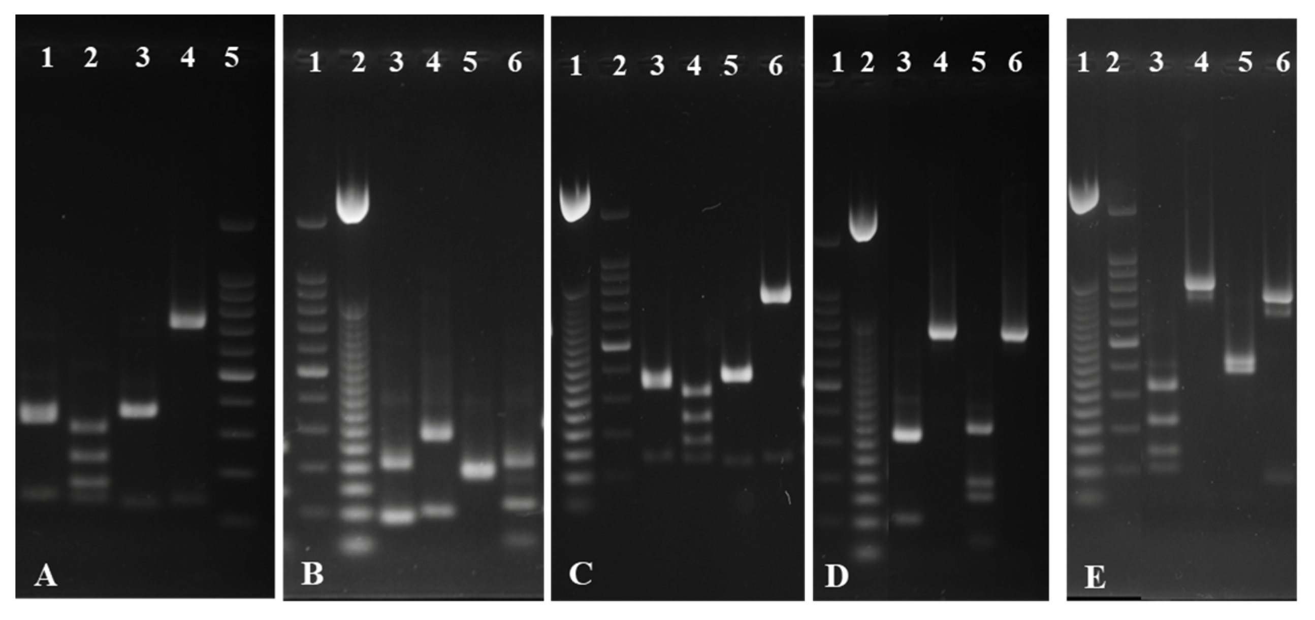 Microorganisms 11 00037 g004 Microorganisms 11 00037 g004