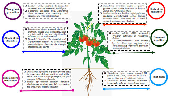 Microbial Volatile Organic Compounds: An Alternative for