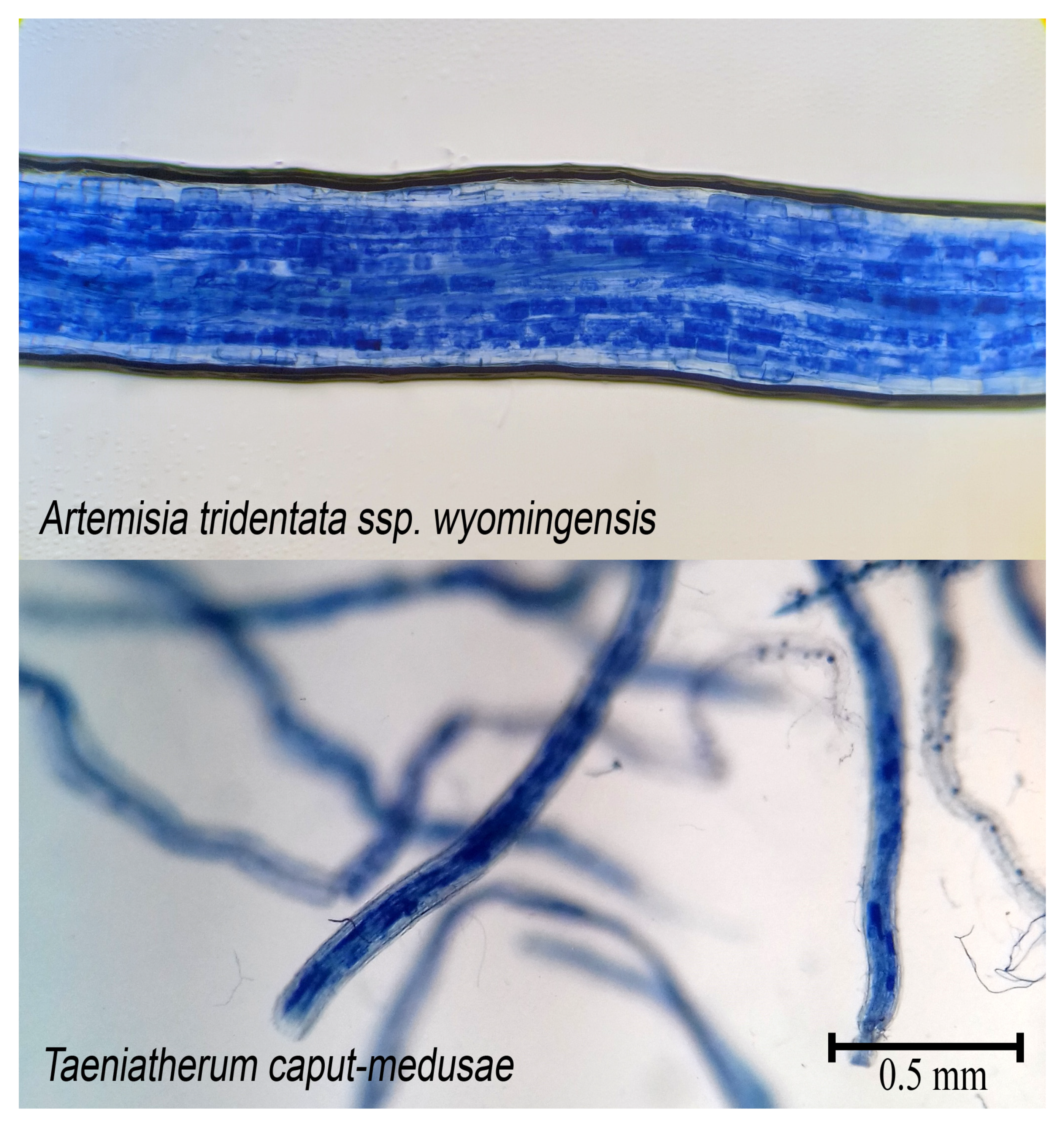 Microorganisms 11 00050 g001 Microorganisms 11 00050 g001
