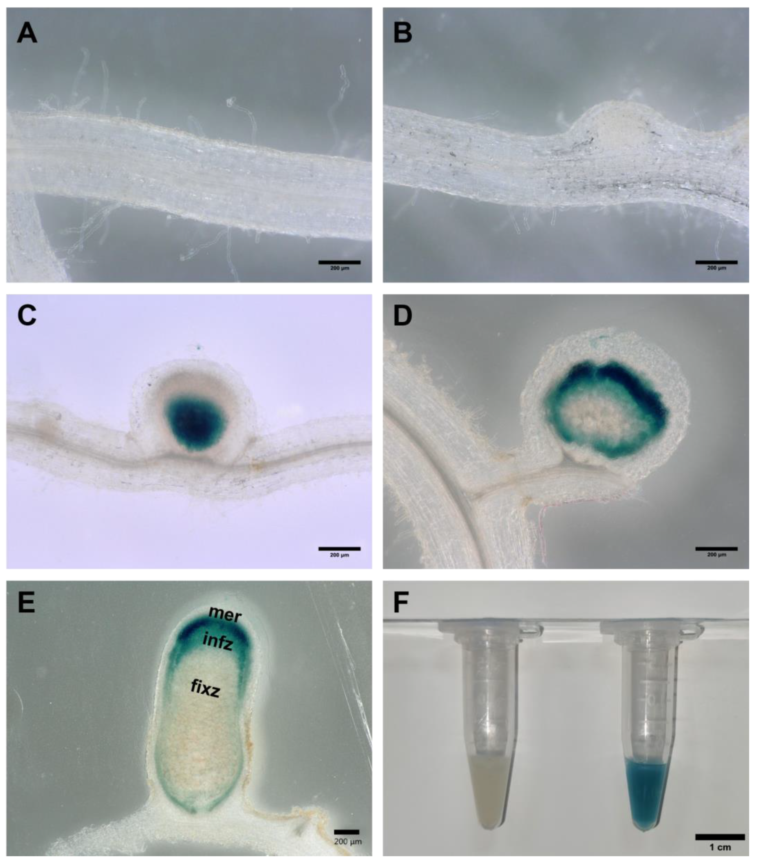 Microorganisms 11 00059 g004