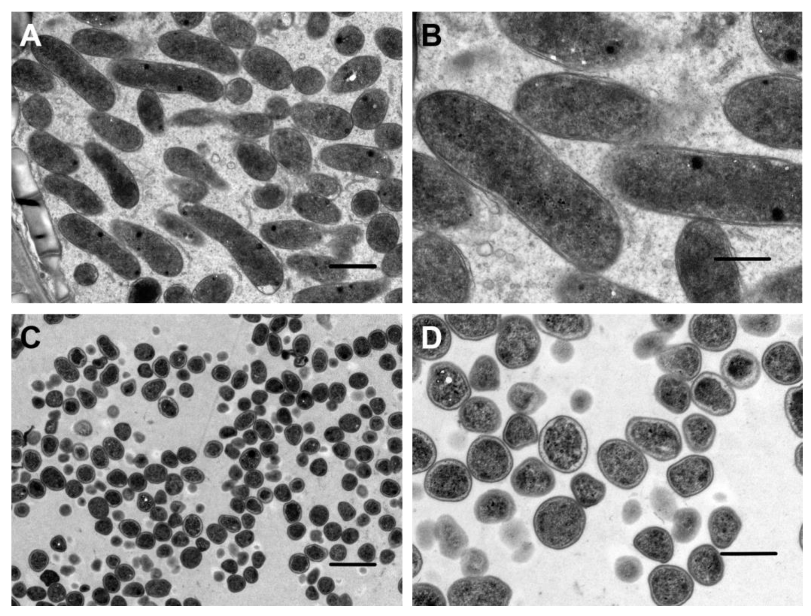 Microorganisms 11 00059 g008
