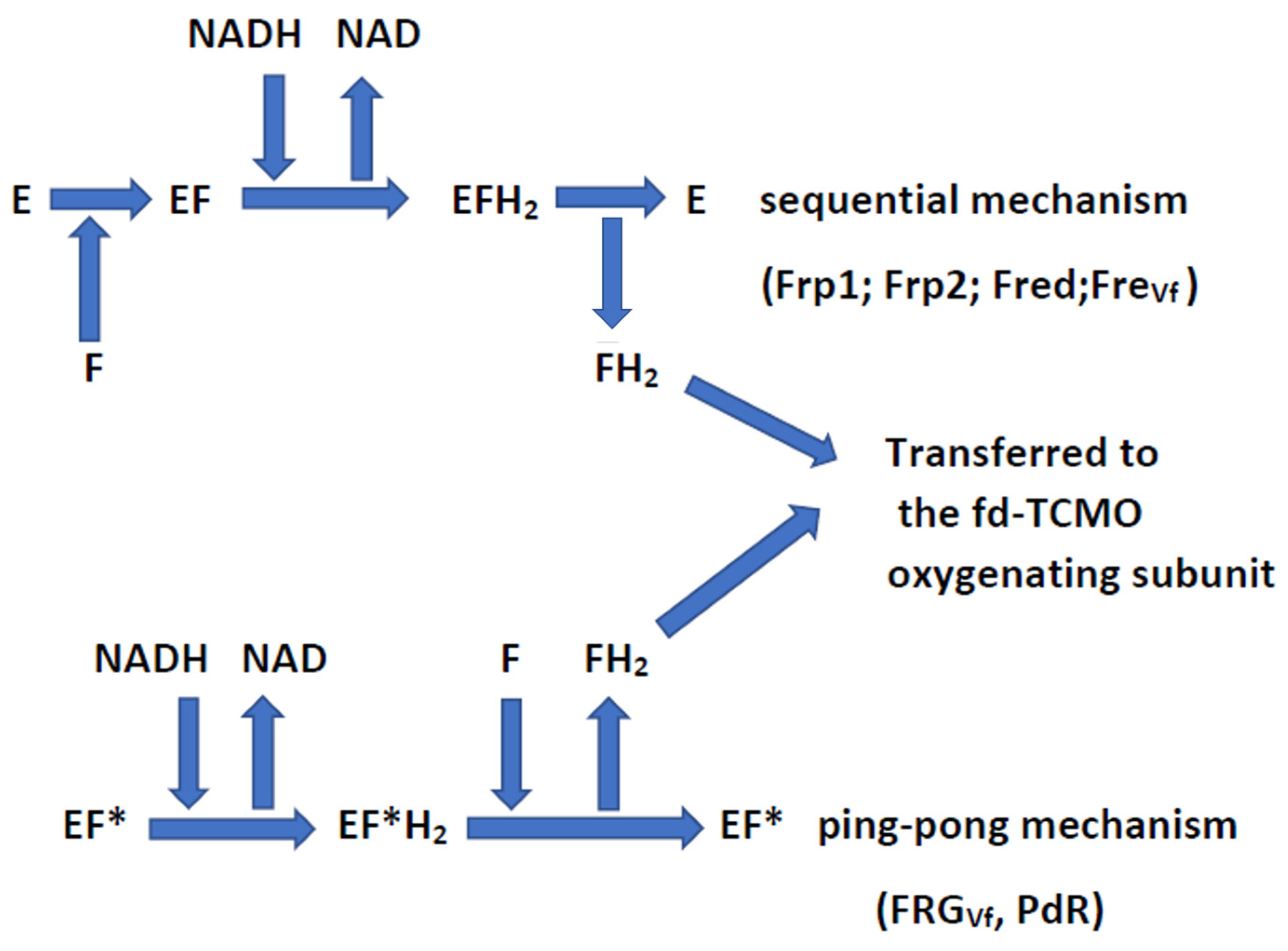 Inter-Species Redox Coupling by Flavin Reductases and FMN