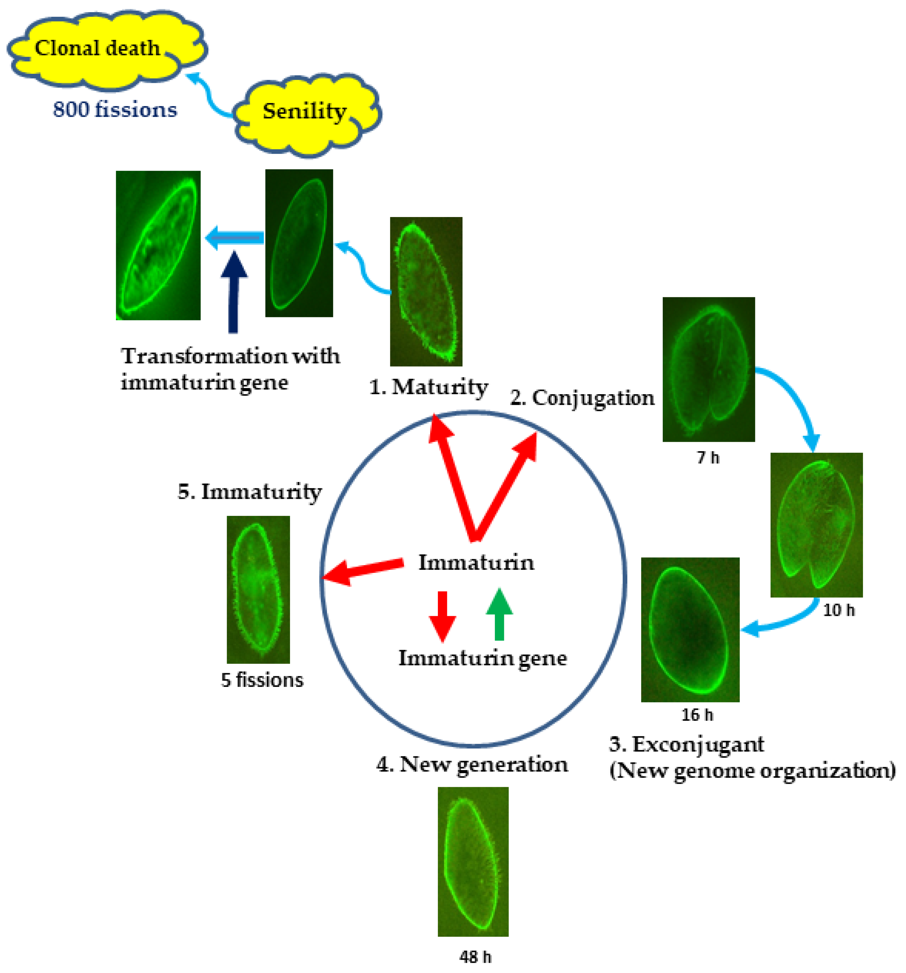 Microorganisms 11 00082 g008 Microorganisms 11 00082 g008