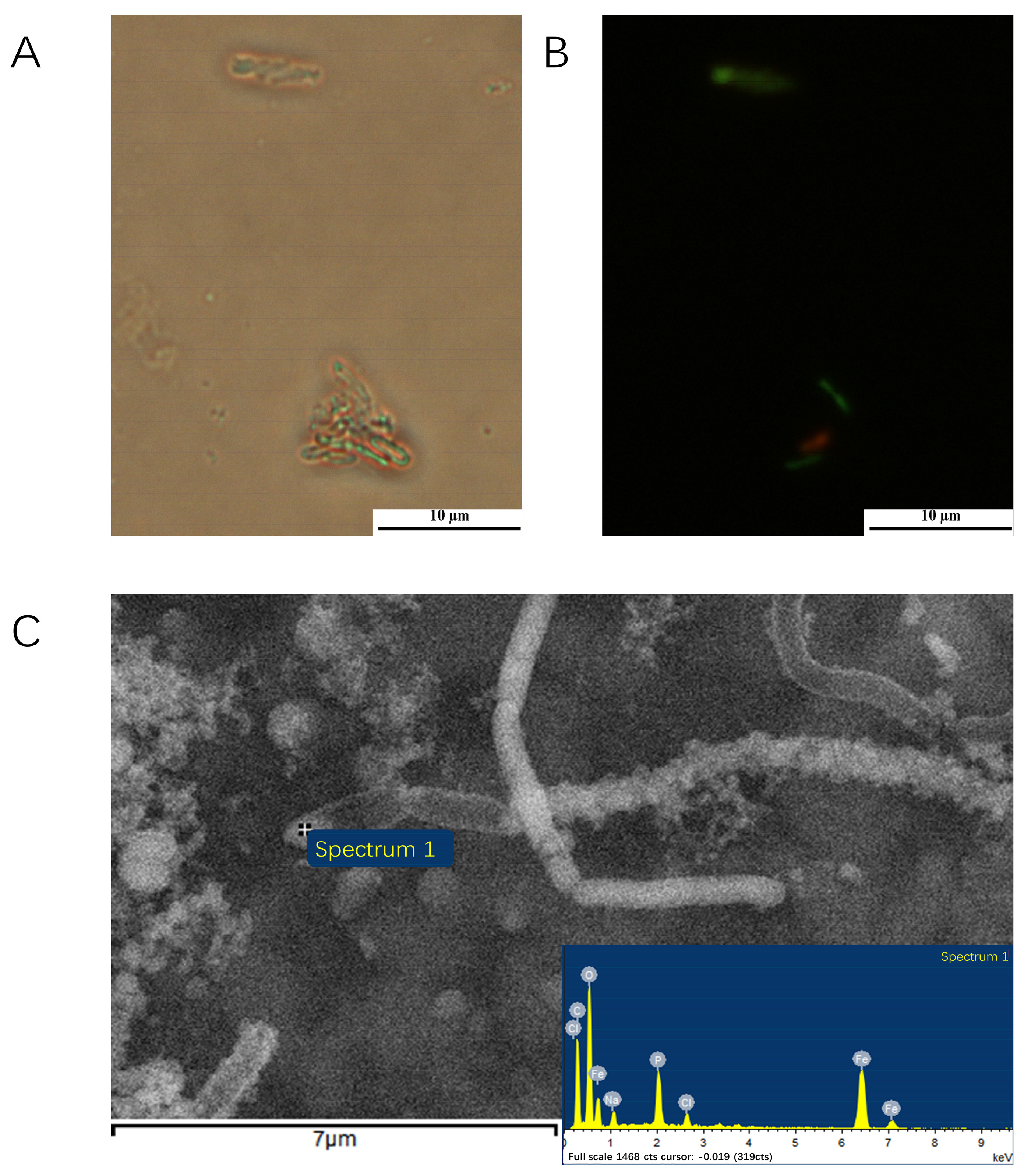 Microorganisms 11 00100 g002