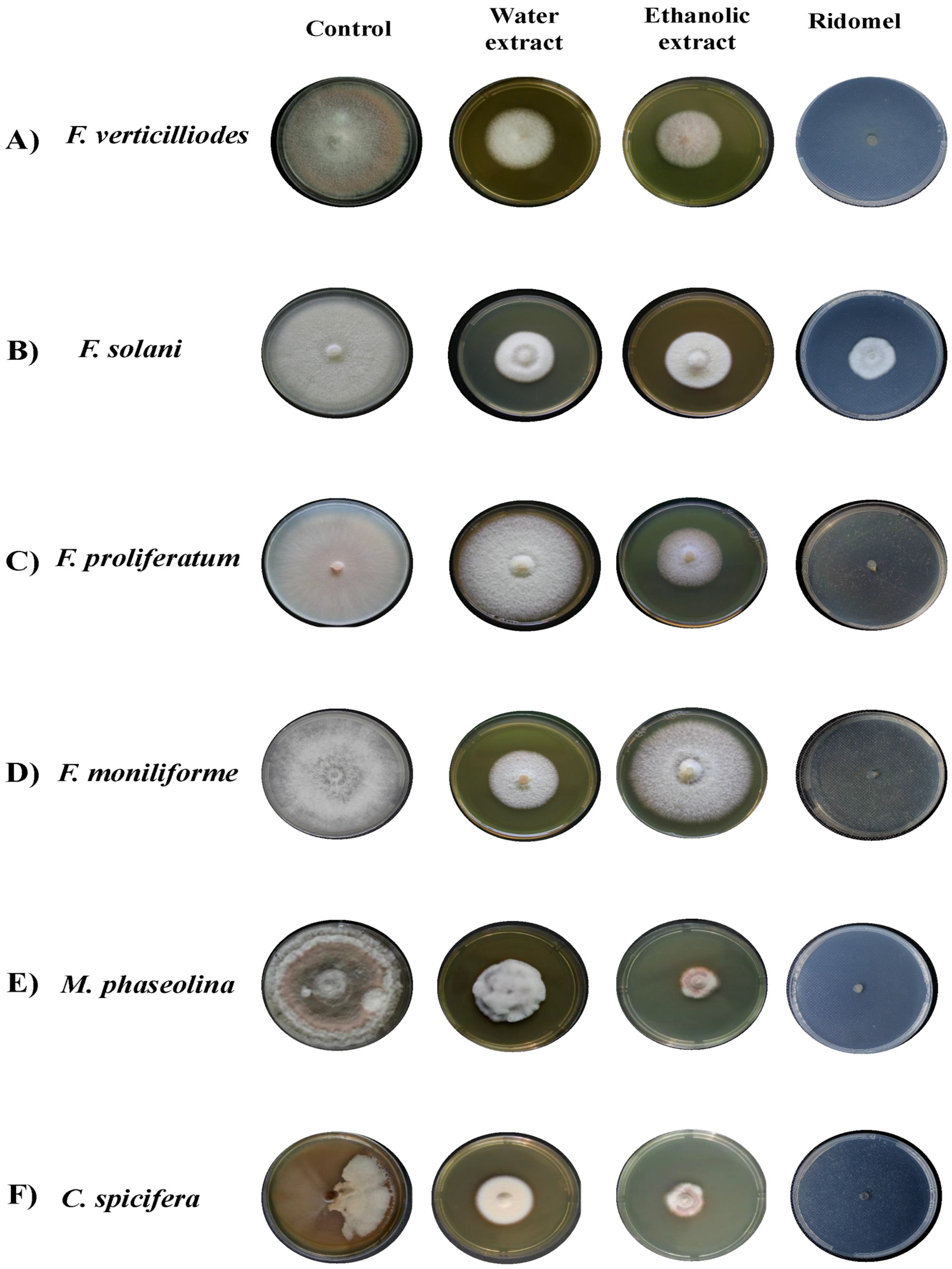Microorganisms 11 00127 g001 Microorganisms 11 00127 g001