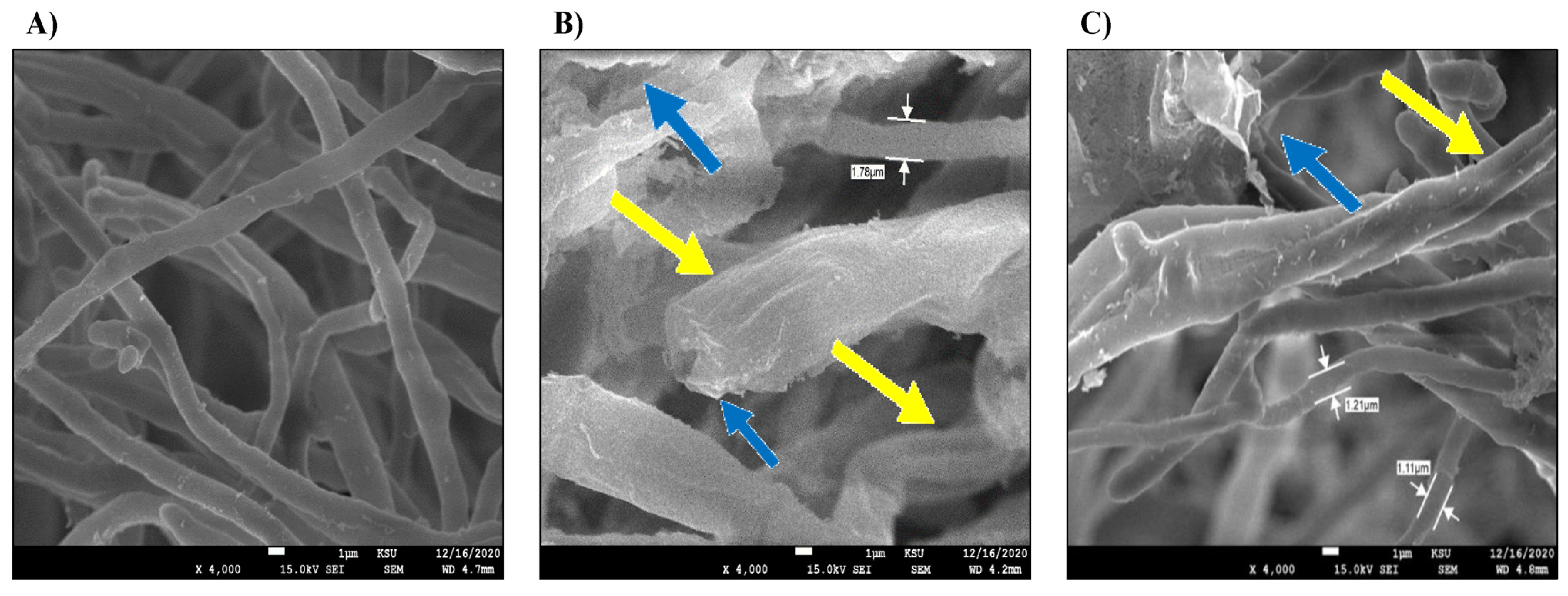 Microorganisms 11 00127 g007 Microorganisms 11 00127 g007