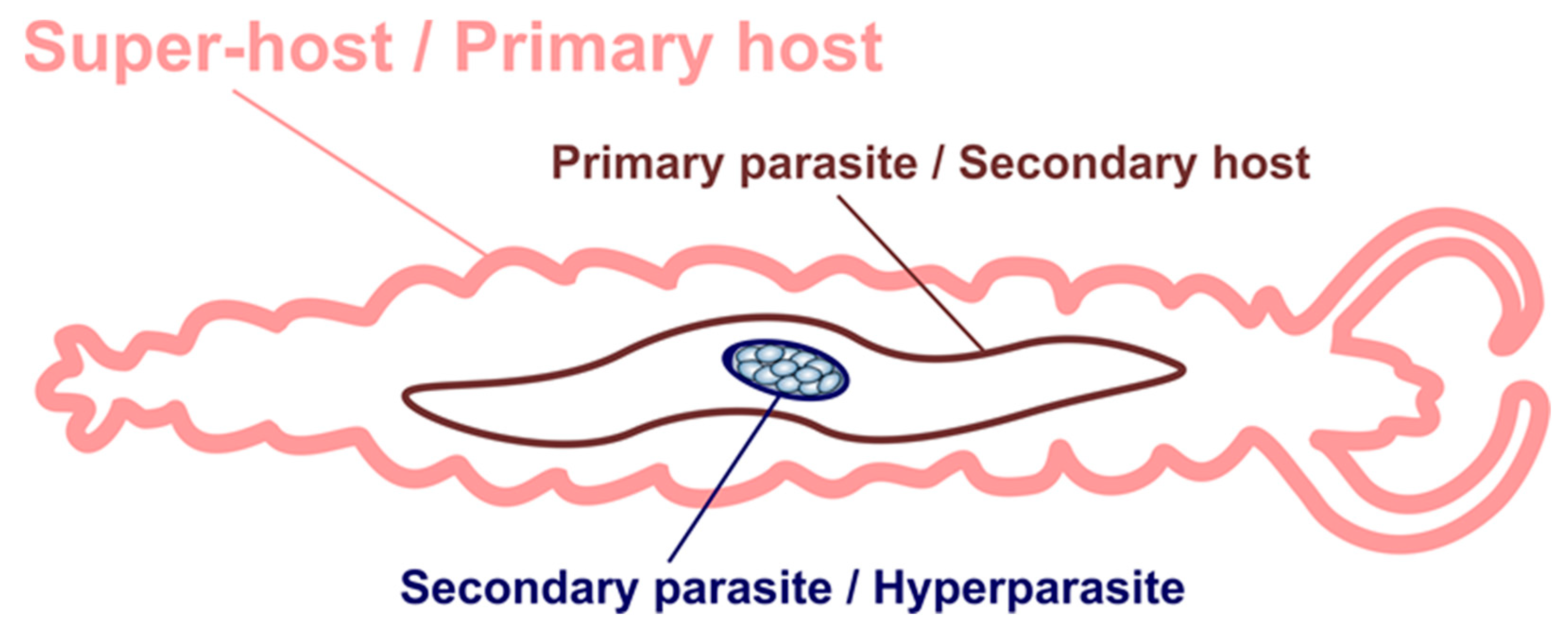 Microorganisms 11 00152 g001 Microorganisms 11 00152 g001