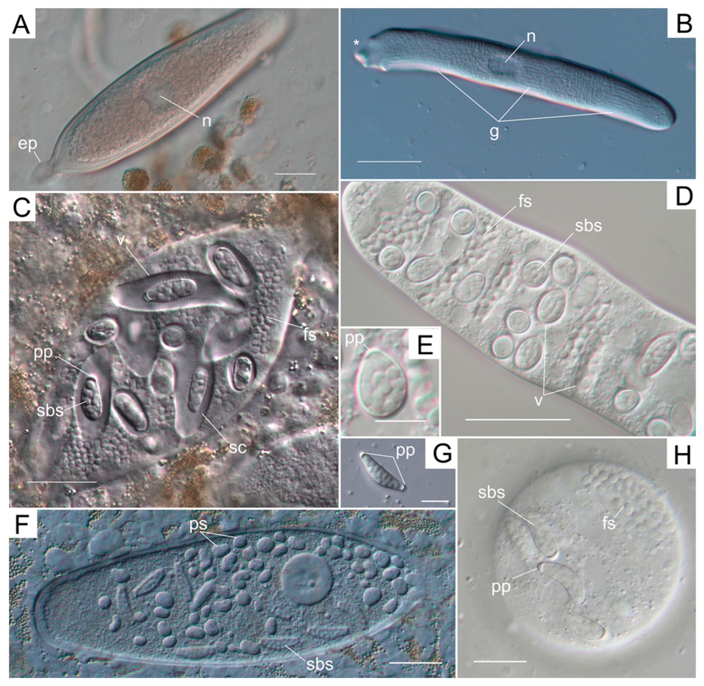Microorganisms 11 00152 g002 Microorganisms 11 00152 g002