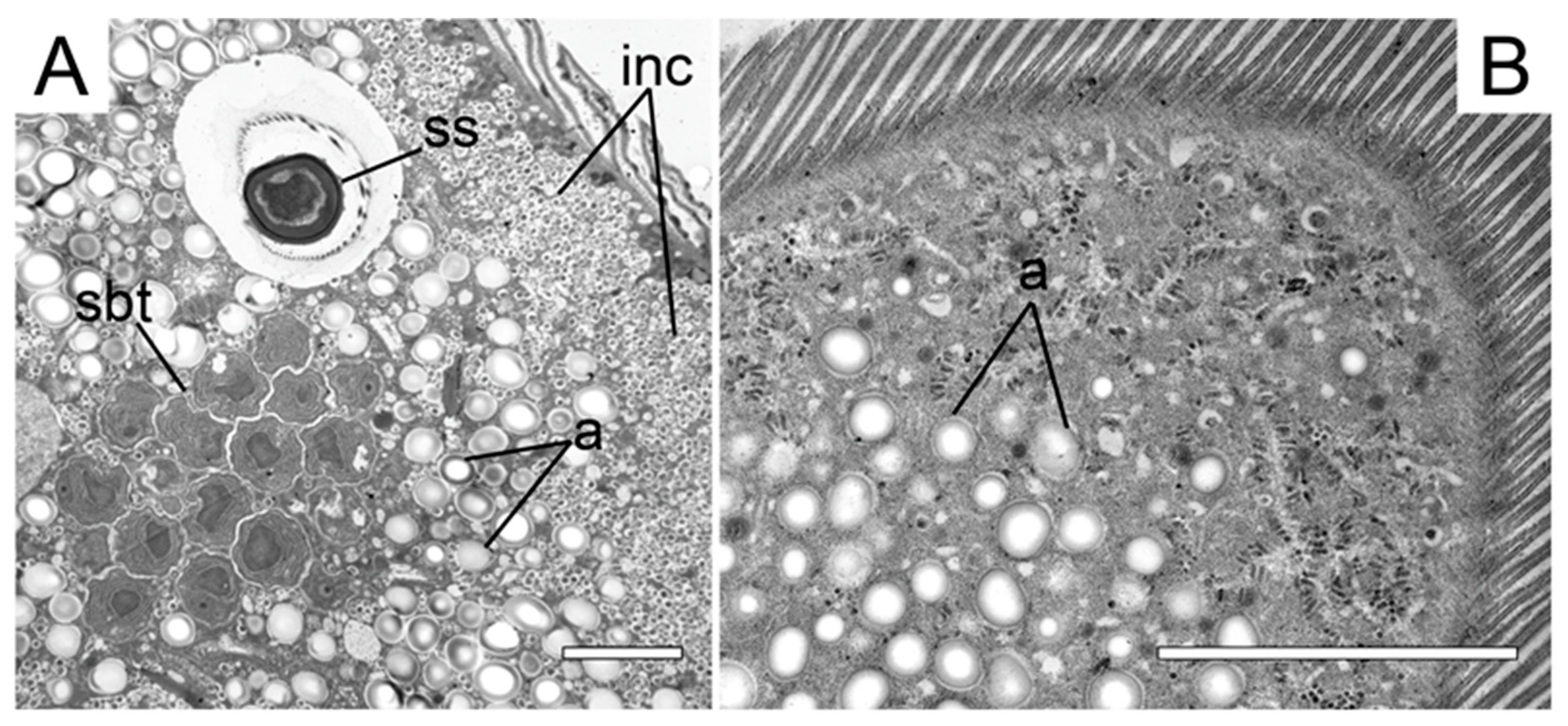 Microorganisms 11 00152 g004 Microorganisms 11 00152 g004
