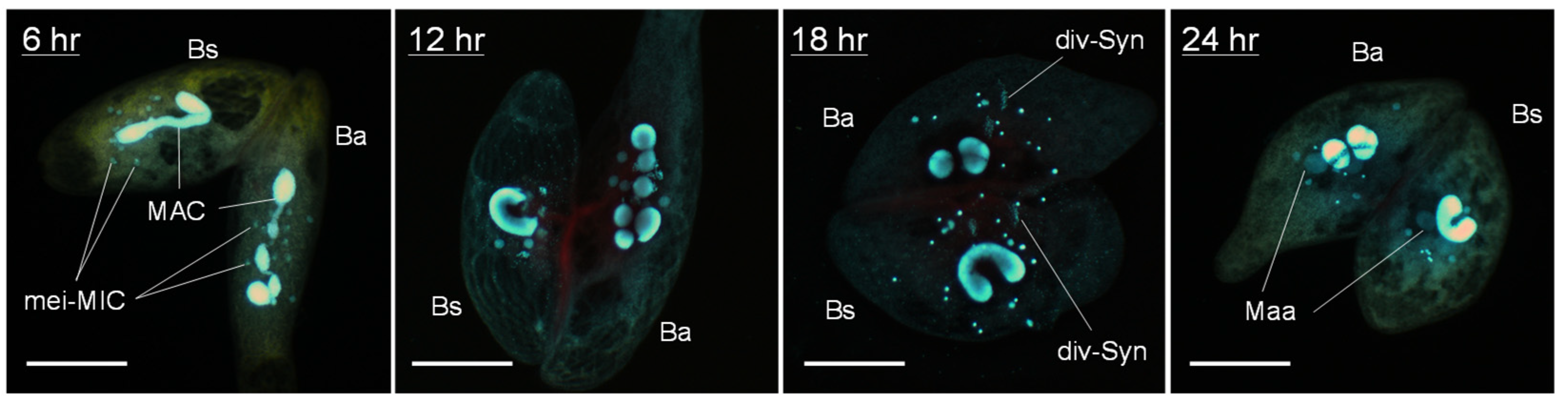 Microorganisms 11 00188 g004 Microorganisms 11 00188 g004