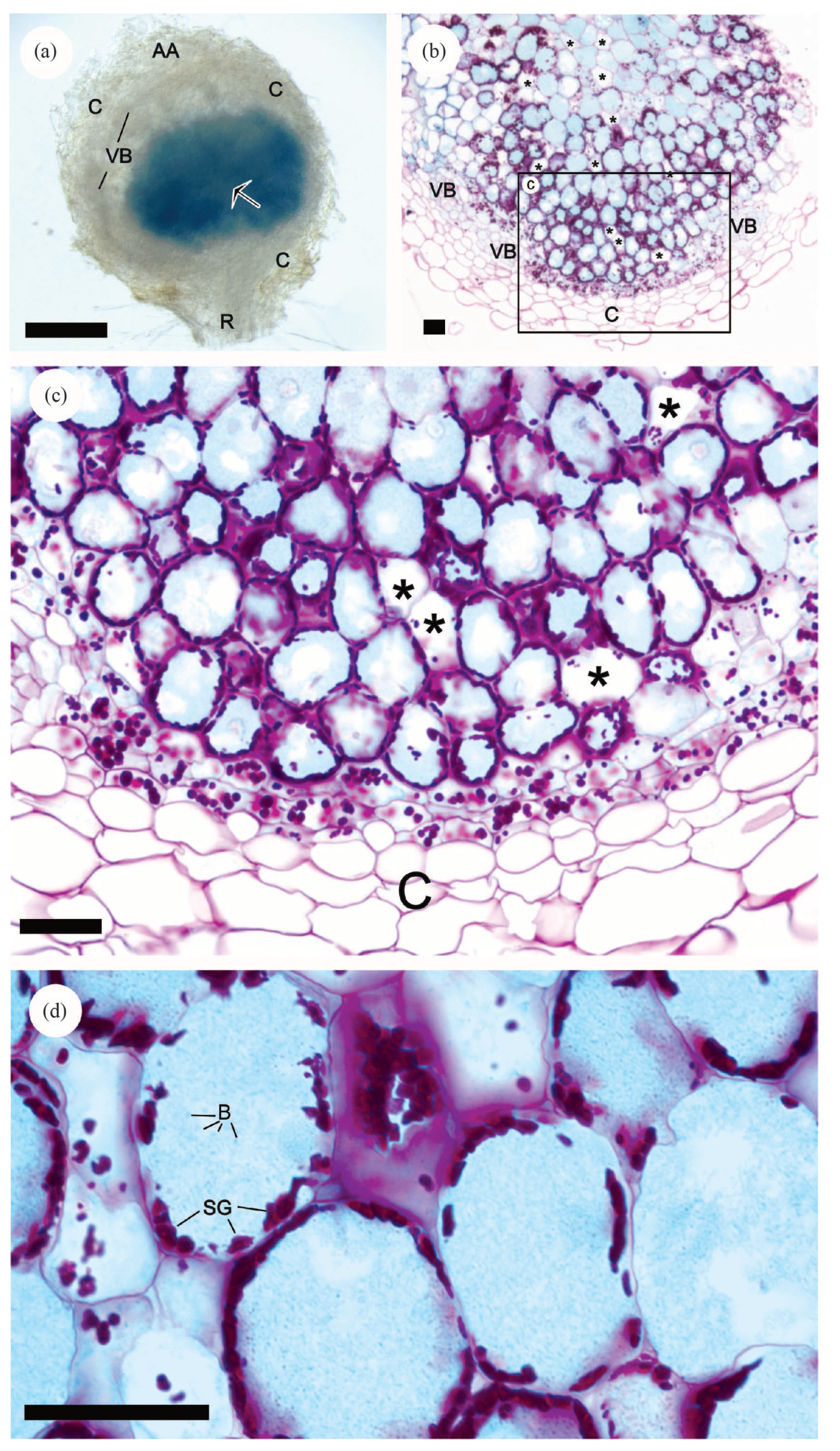 Microorganisms 11 00199 g005