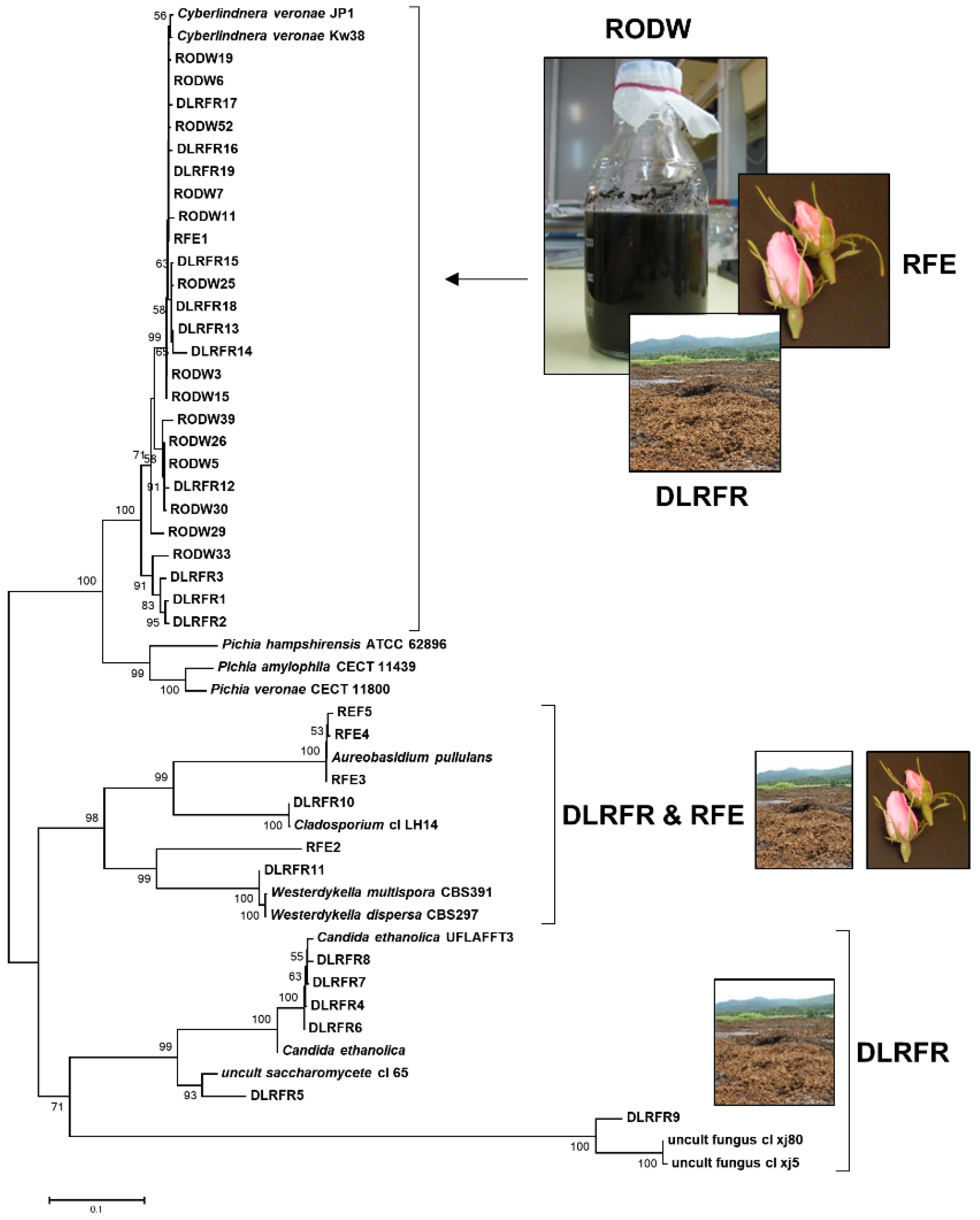 Microorganisms 11 00201 g001 Microorganisms 11 00201 g001