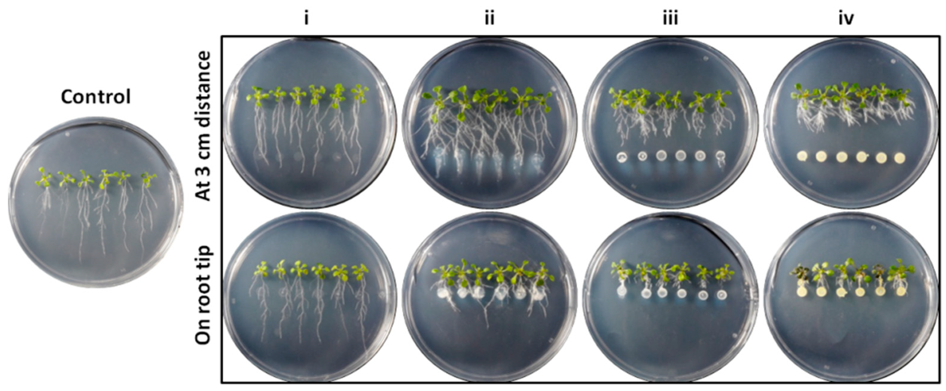 Microorganisms 11 00206 g006 Microorganisms 11 00206 g006