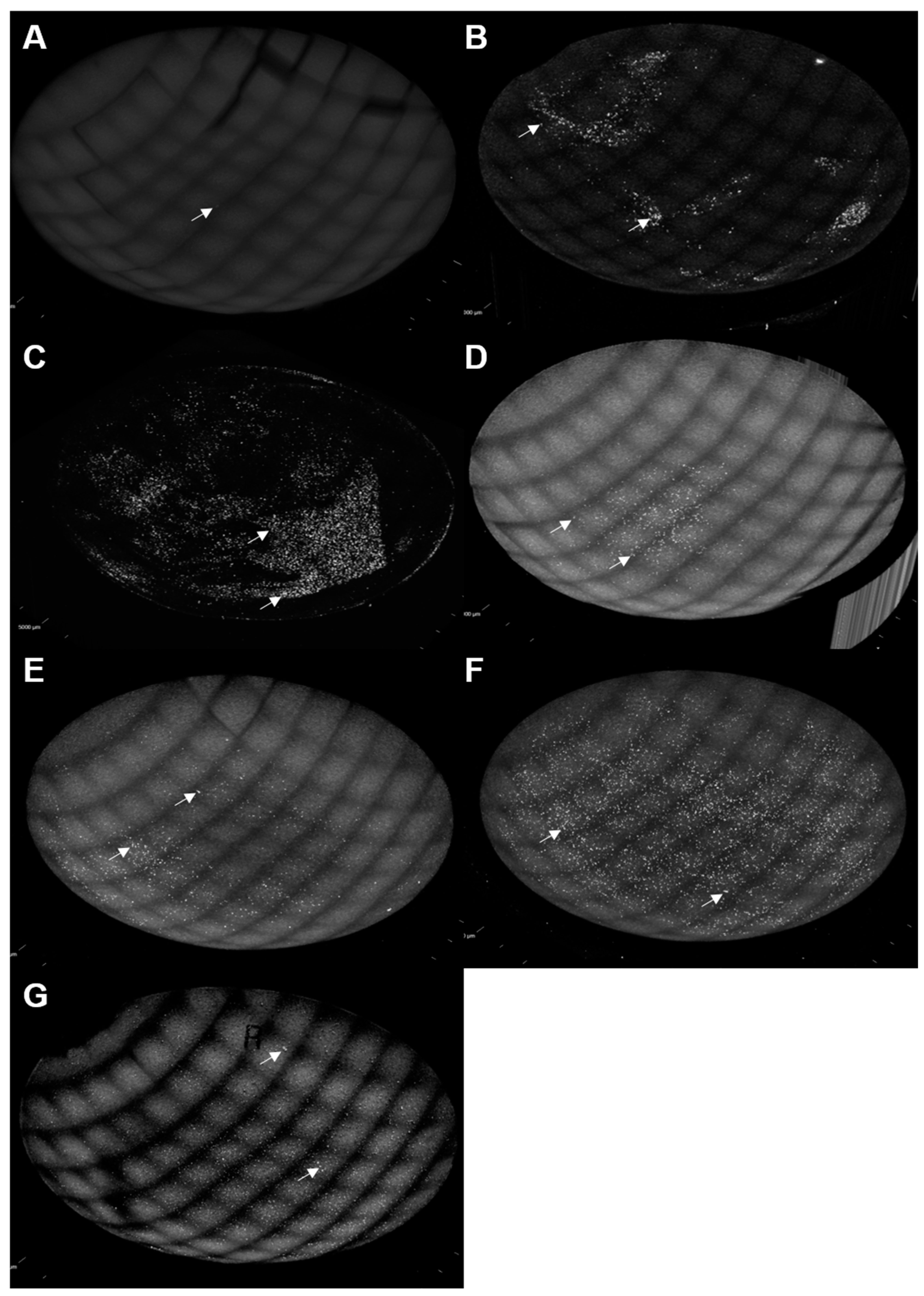 Microorganisms 11 00217 g005