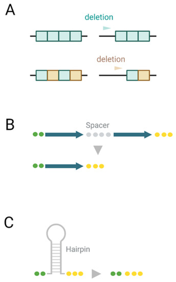 Microorganisms | Free Full-Text | Deletions across the SARS-CoV-2 Microorganisms | Free Full-Text | Deletions across the SARS-CoV-2