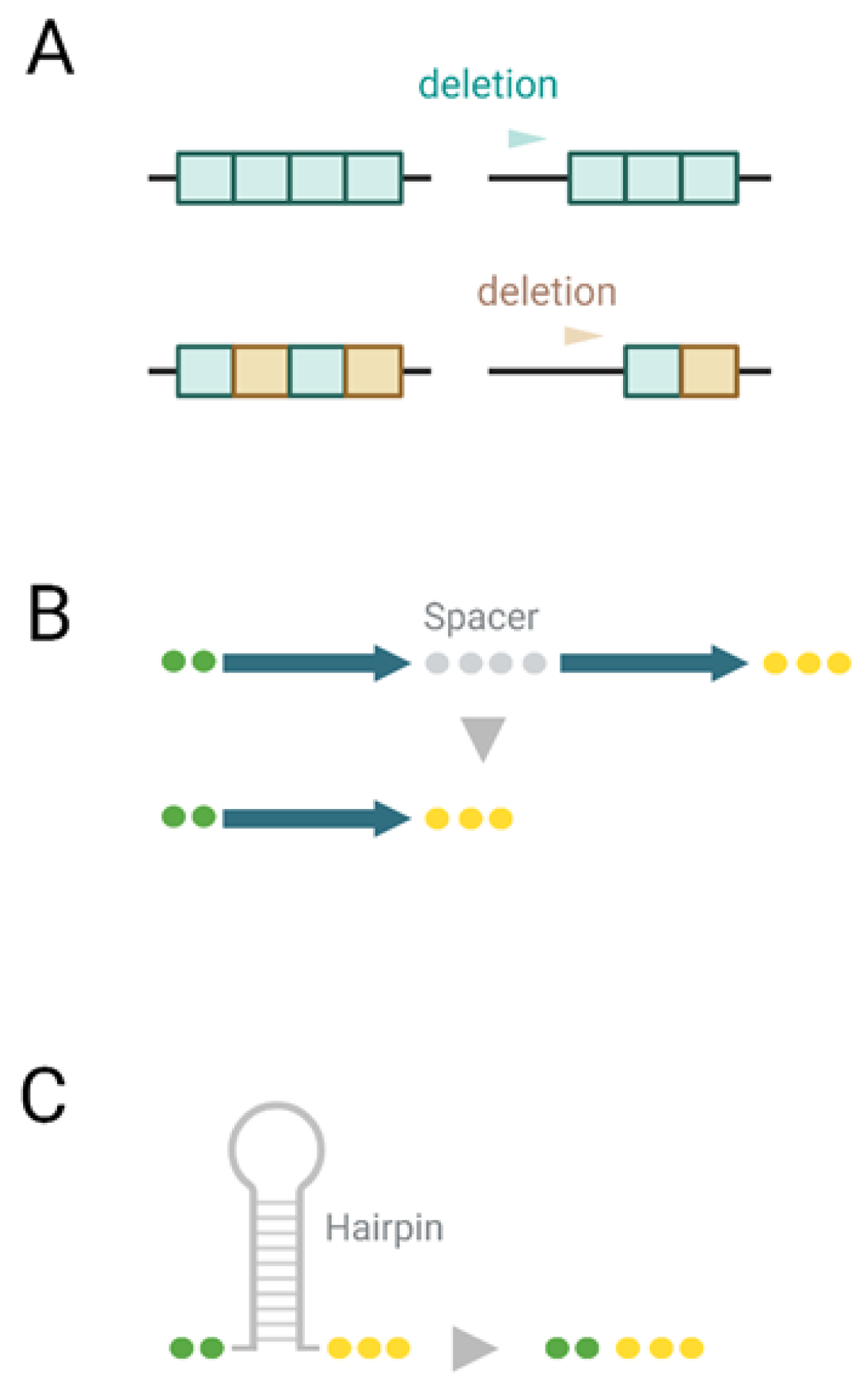 DNA sequence flanking the 6-kb deletion. Uppercase letter: sequence