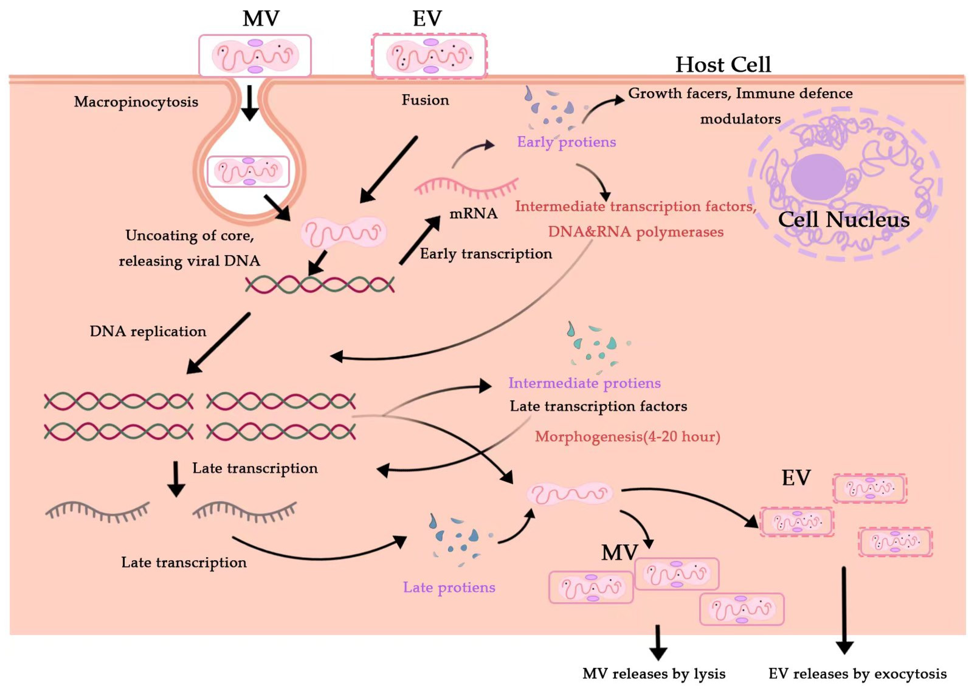 Microorganisms 11 00246 g005 Microorganisms 11 00246 g005