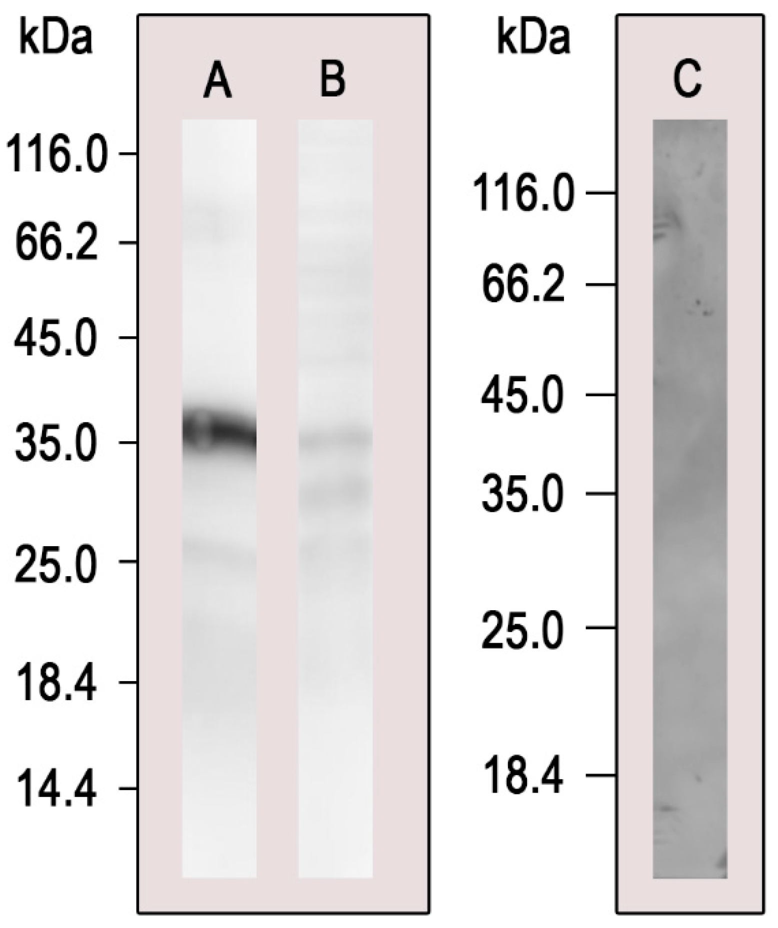 Microorganisms 11 00248 g001 Microorganisms 11 00248 g001