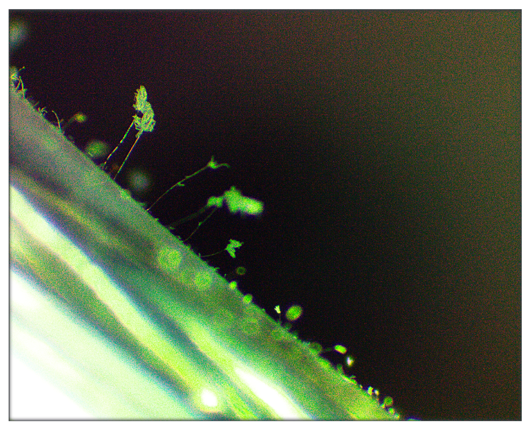 Microorganisms 11 00251 g002