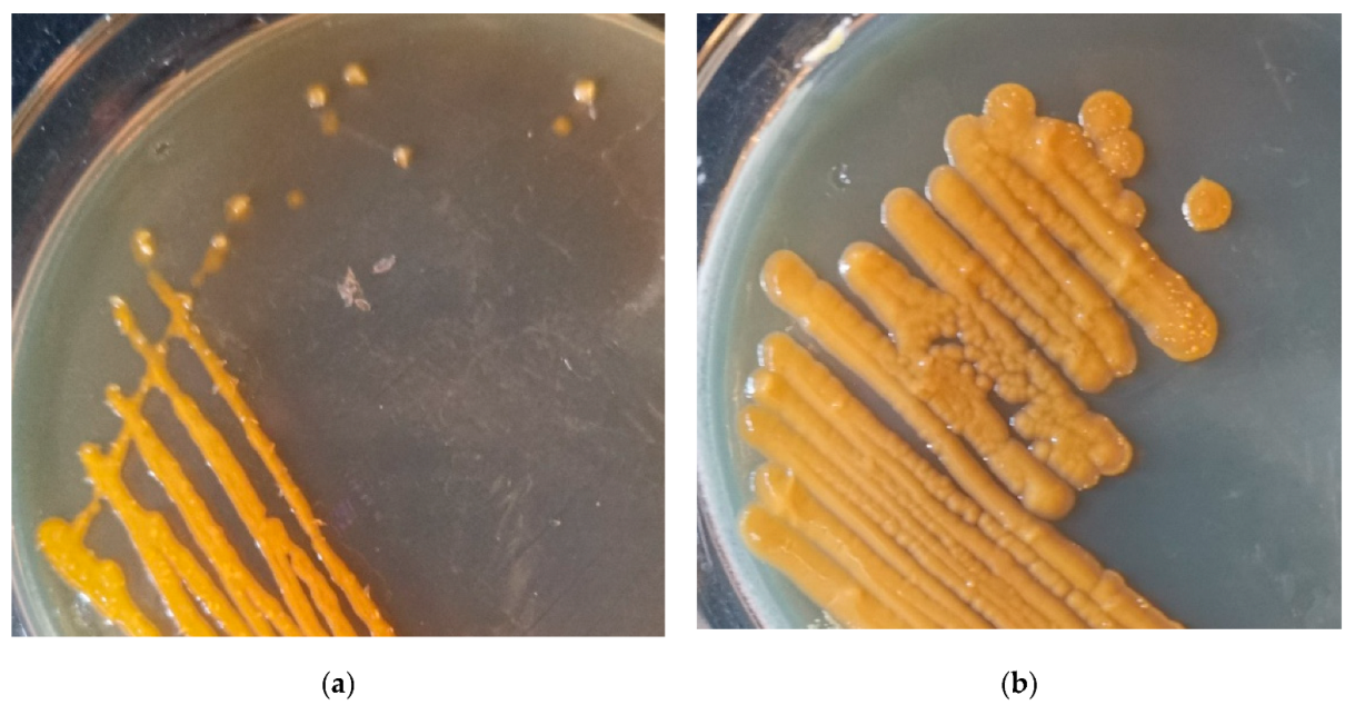 Microorganisms 11 00266 g005 Microorganisms 11 00266 g005