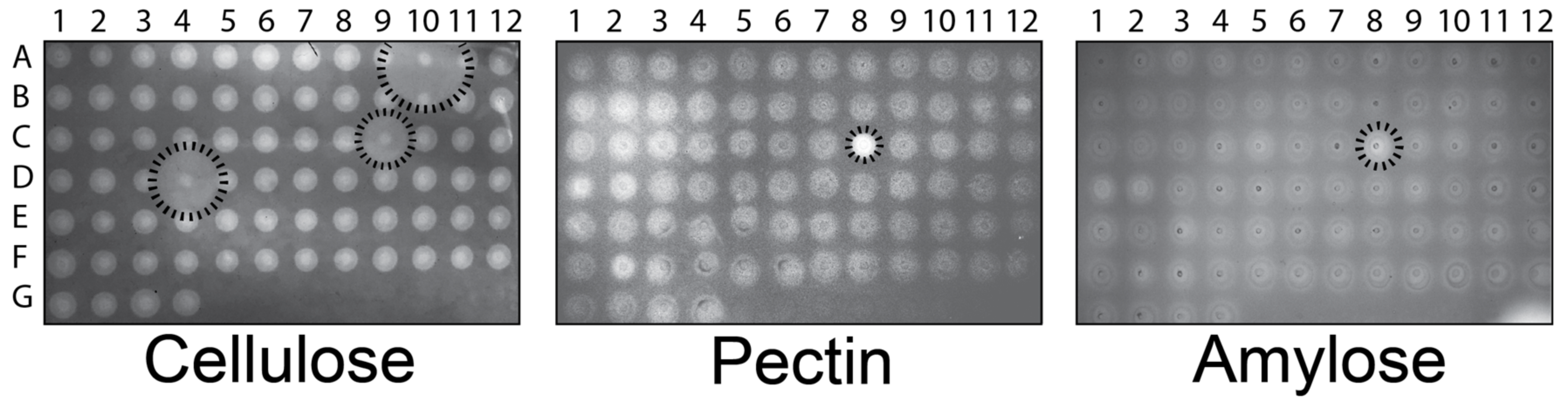 Microorganisms 11 00293 g001 Microorganisms 11 00293 g001