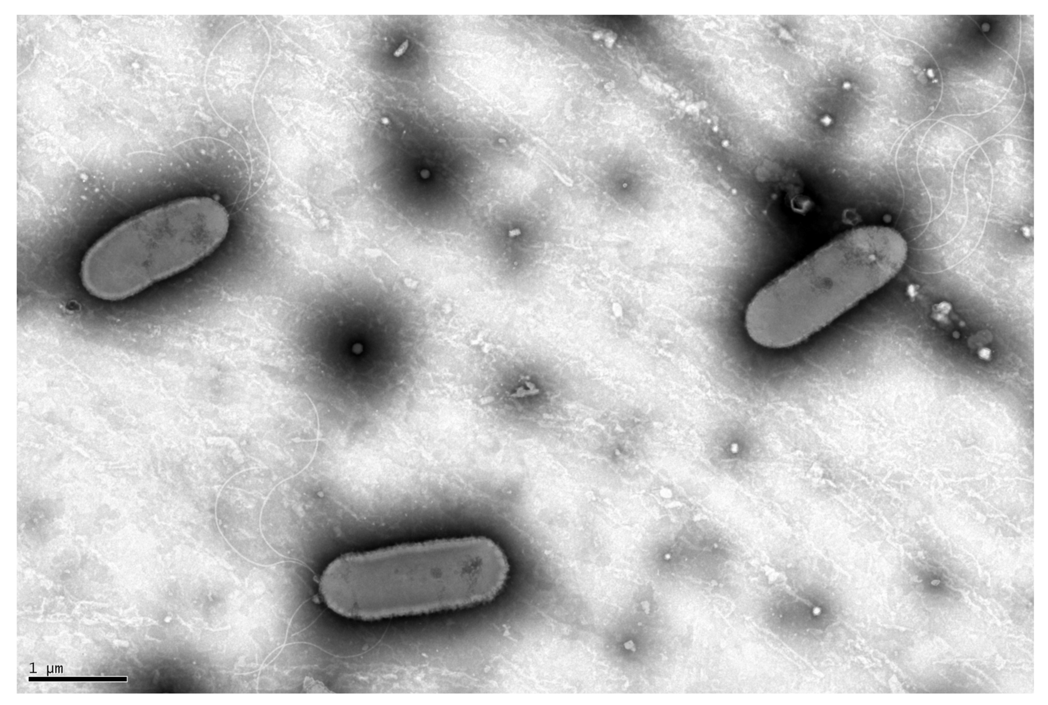 Microorganisms 11 00307 g001 Microorganisms 11 00307 g001