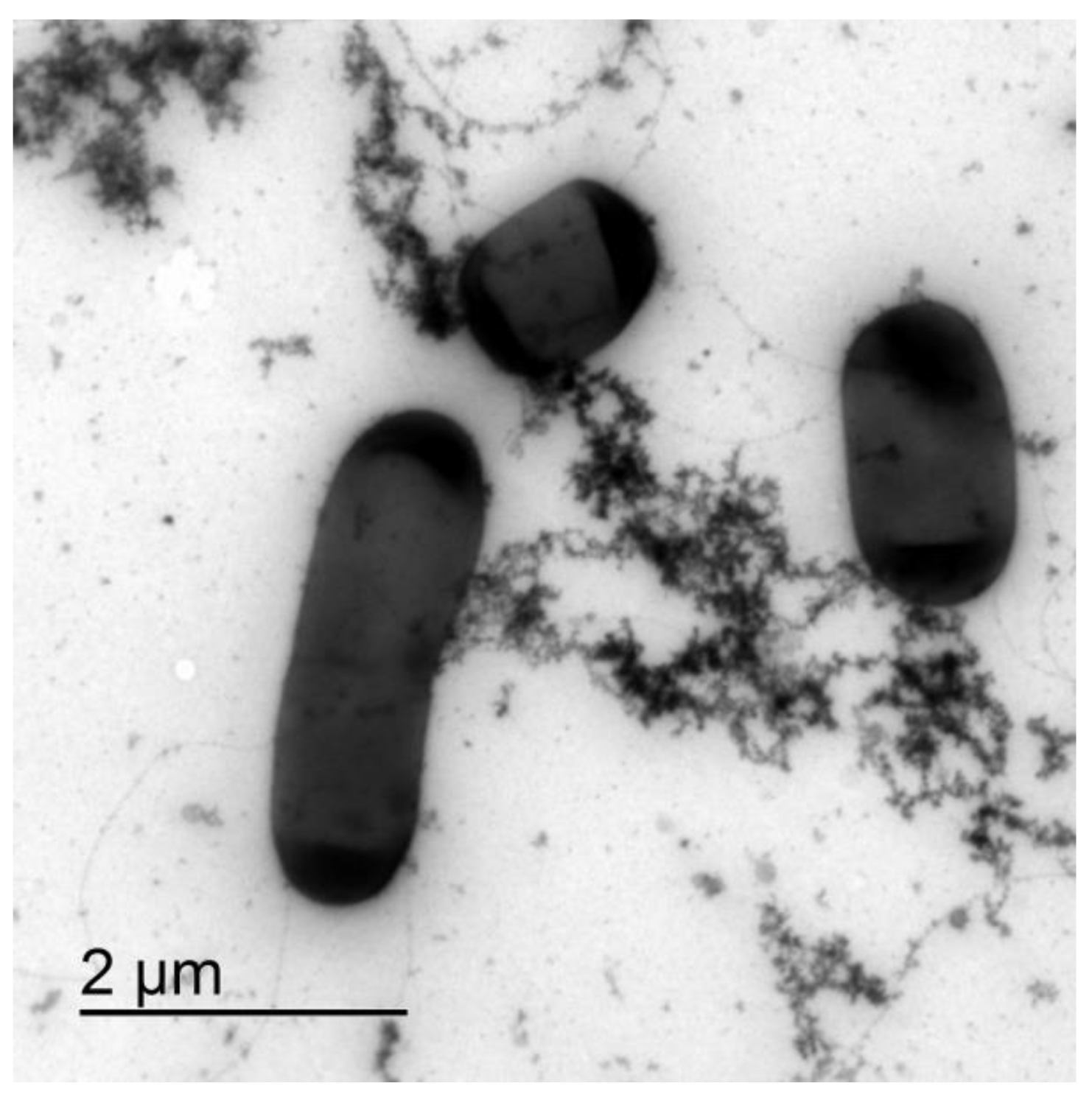 Microorganisms 11 00332 g001