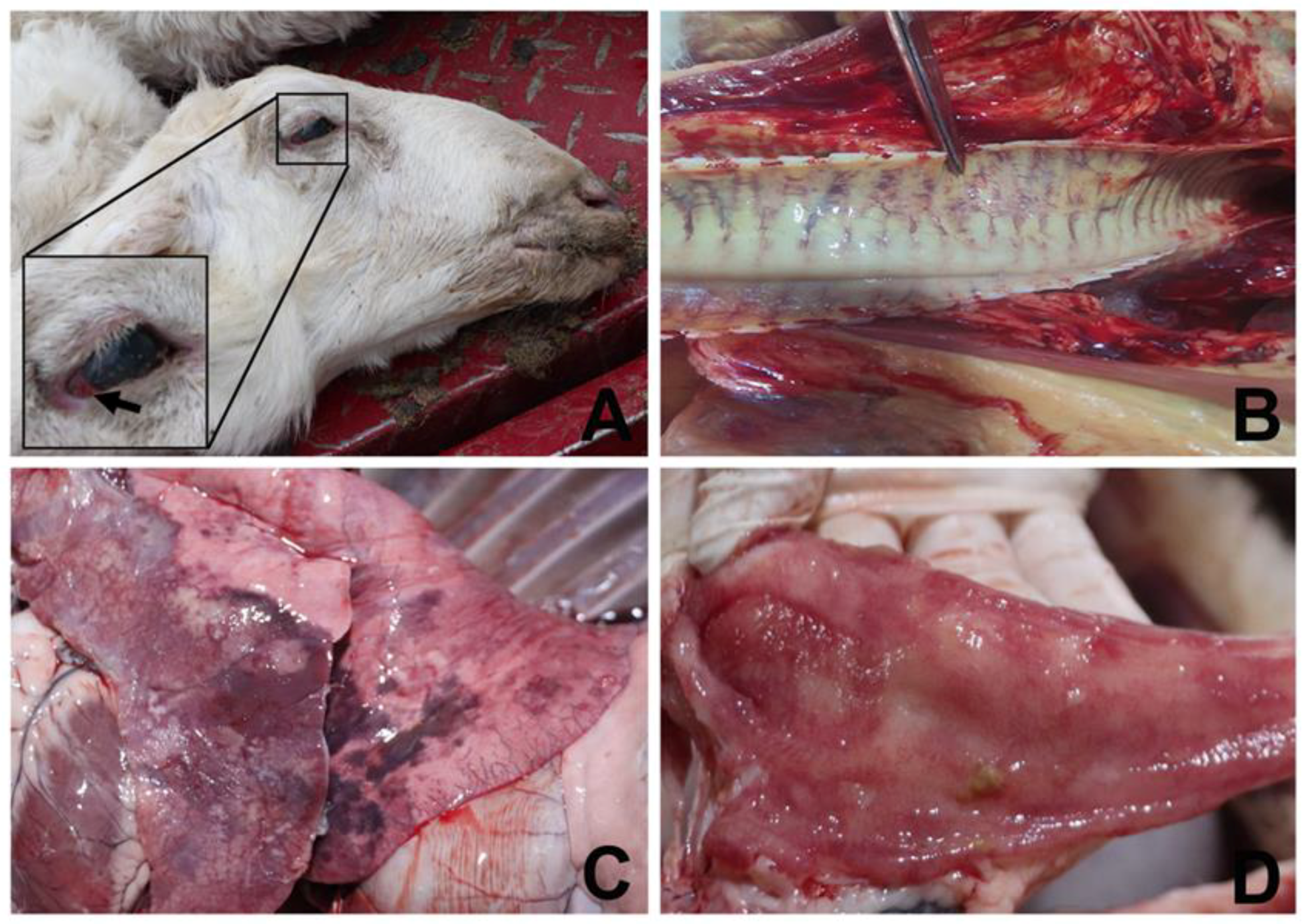 Microorganisms 11 00333 g001 Microorganisms 11 00333 g001