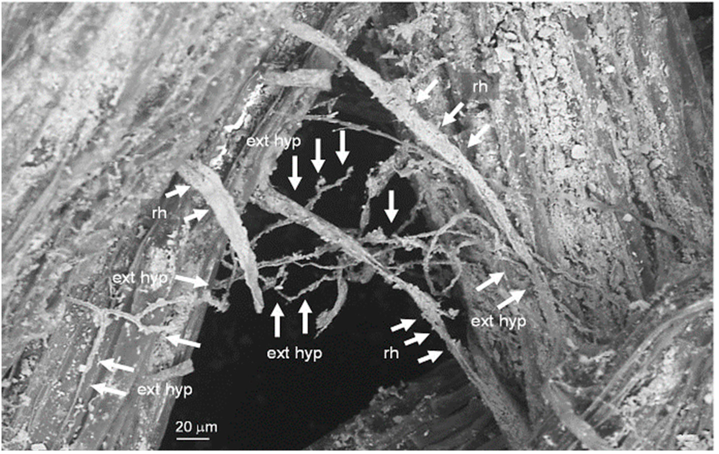 Microorganisms 11 00334 g004