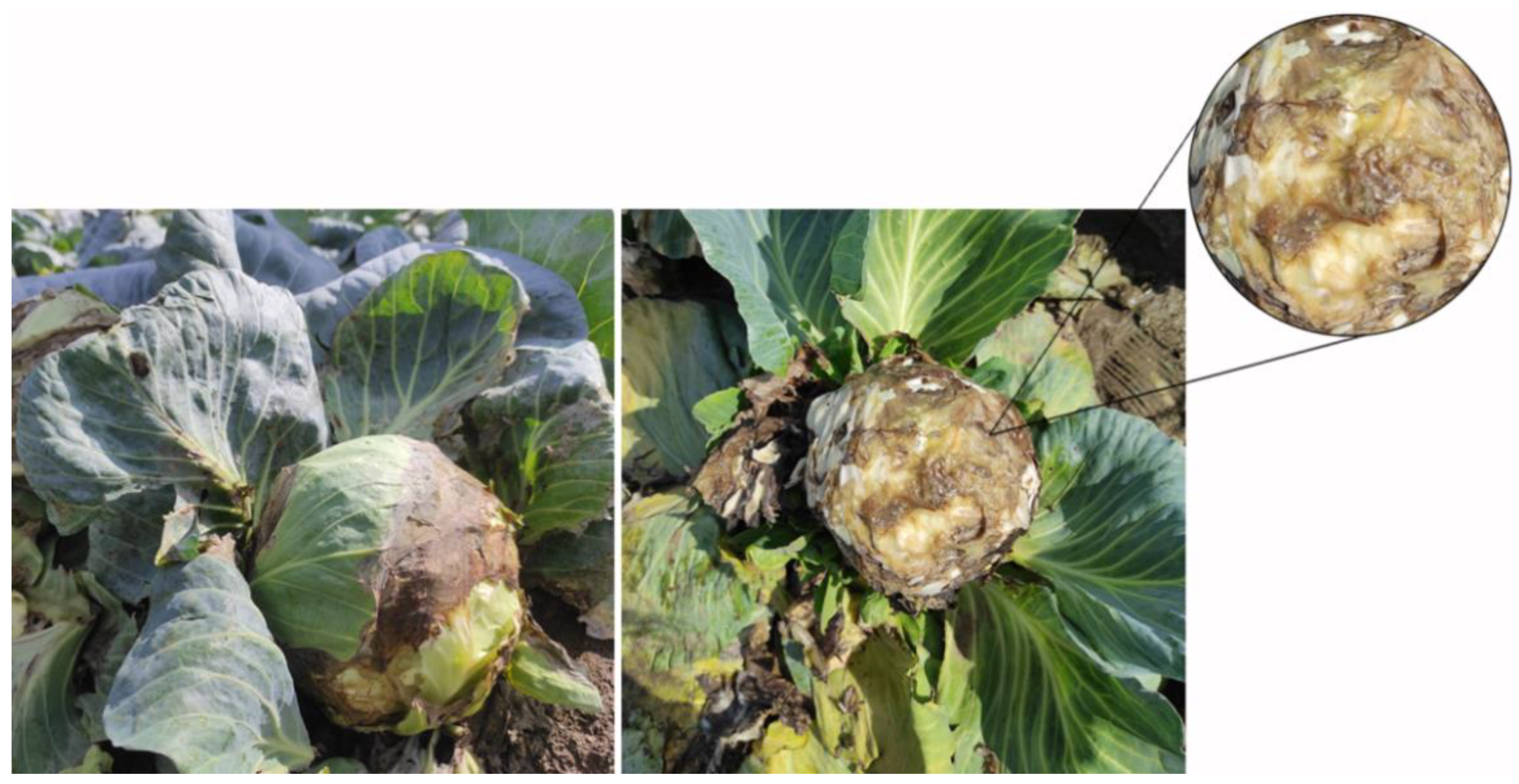 Microorganisms 11 00335 g001